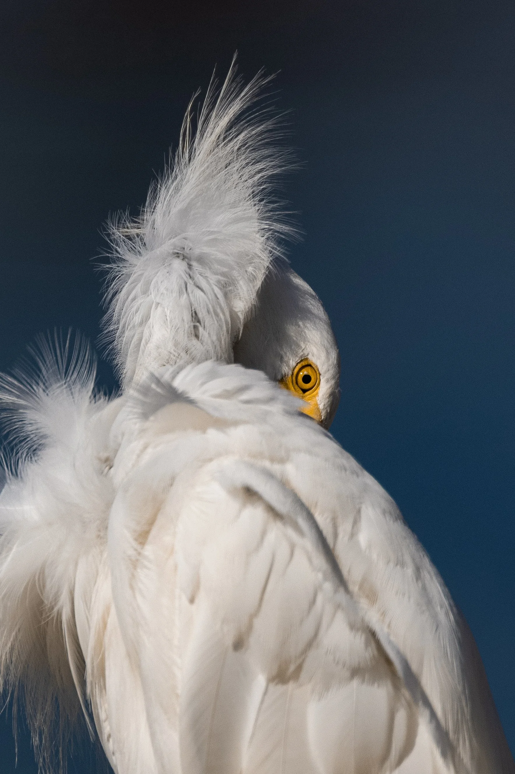 Snowy Egret