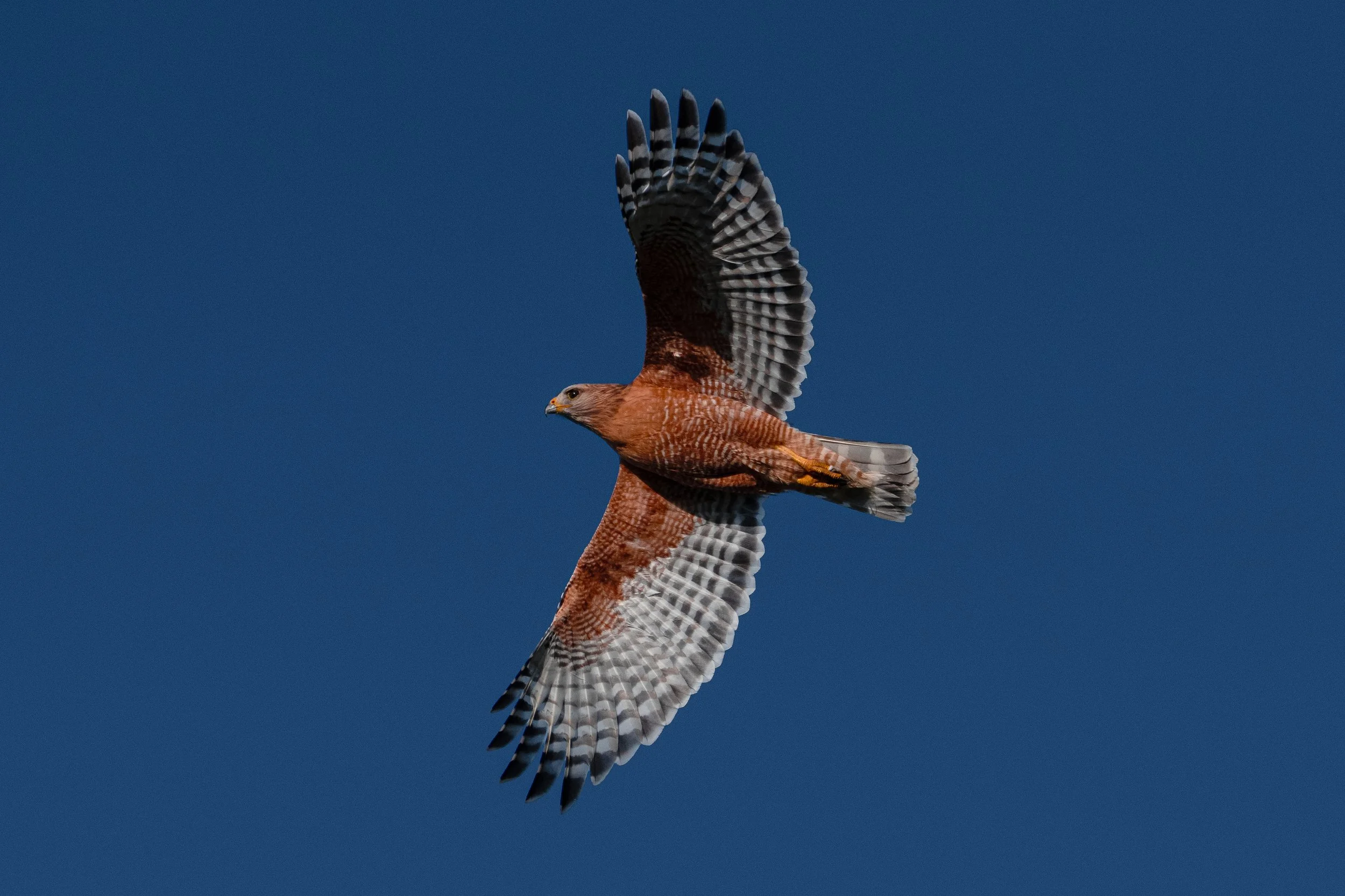 Red-shouldered Hawk