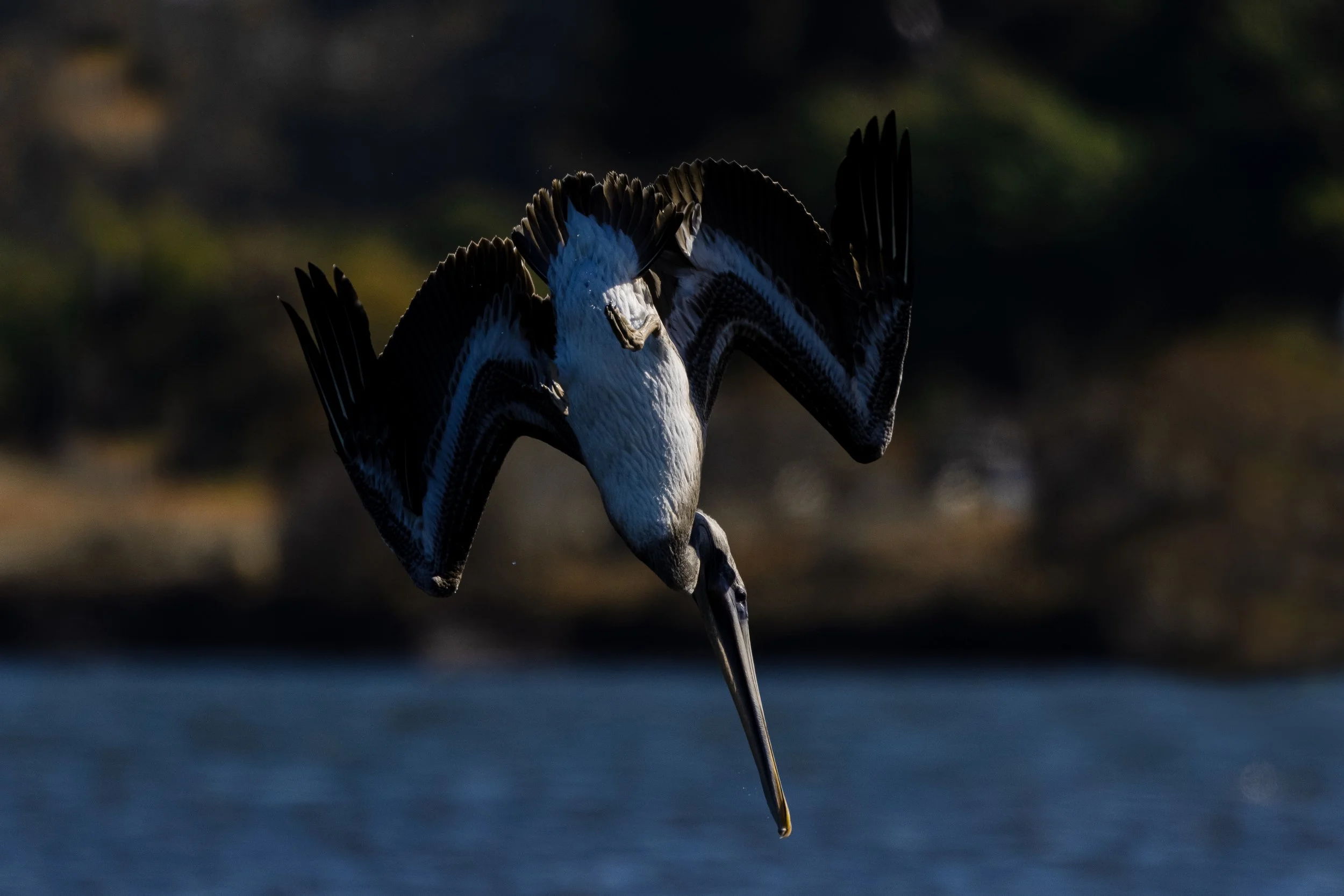 Brown Pelican