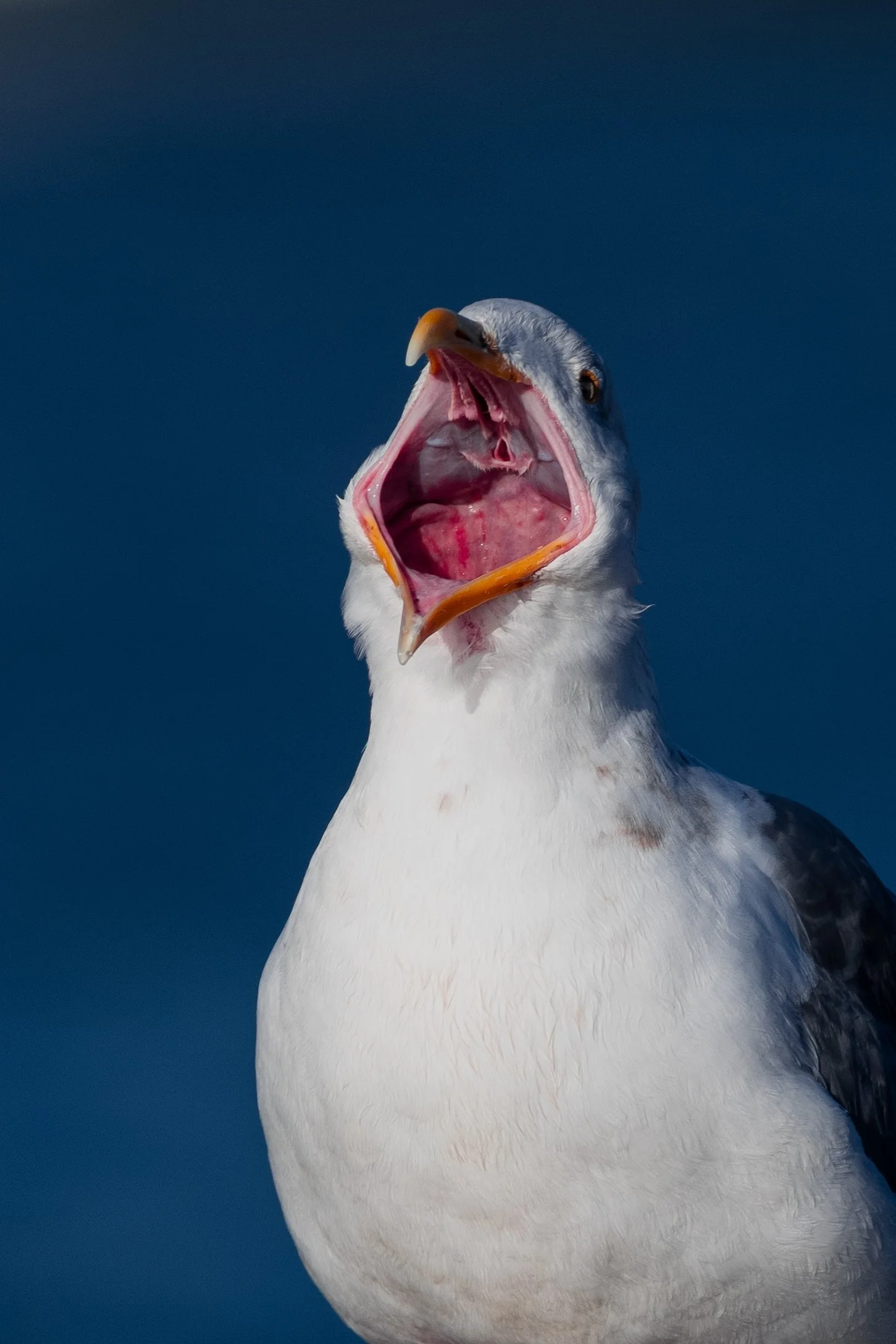California Gull
