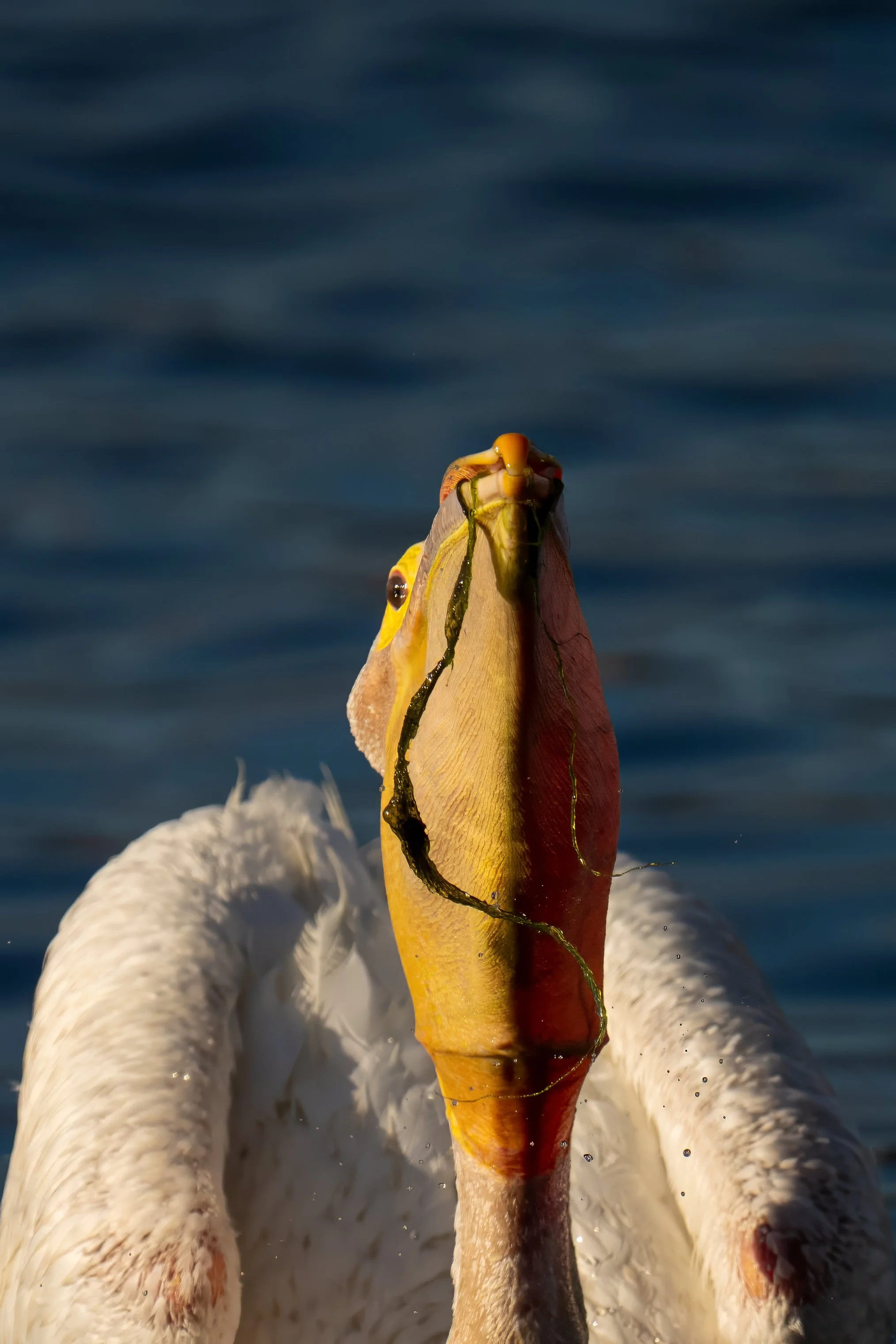 American White Pelican