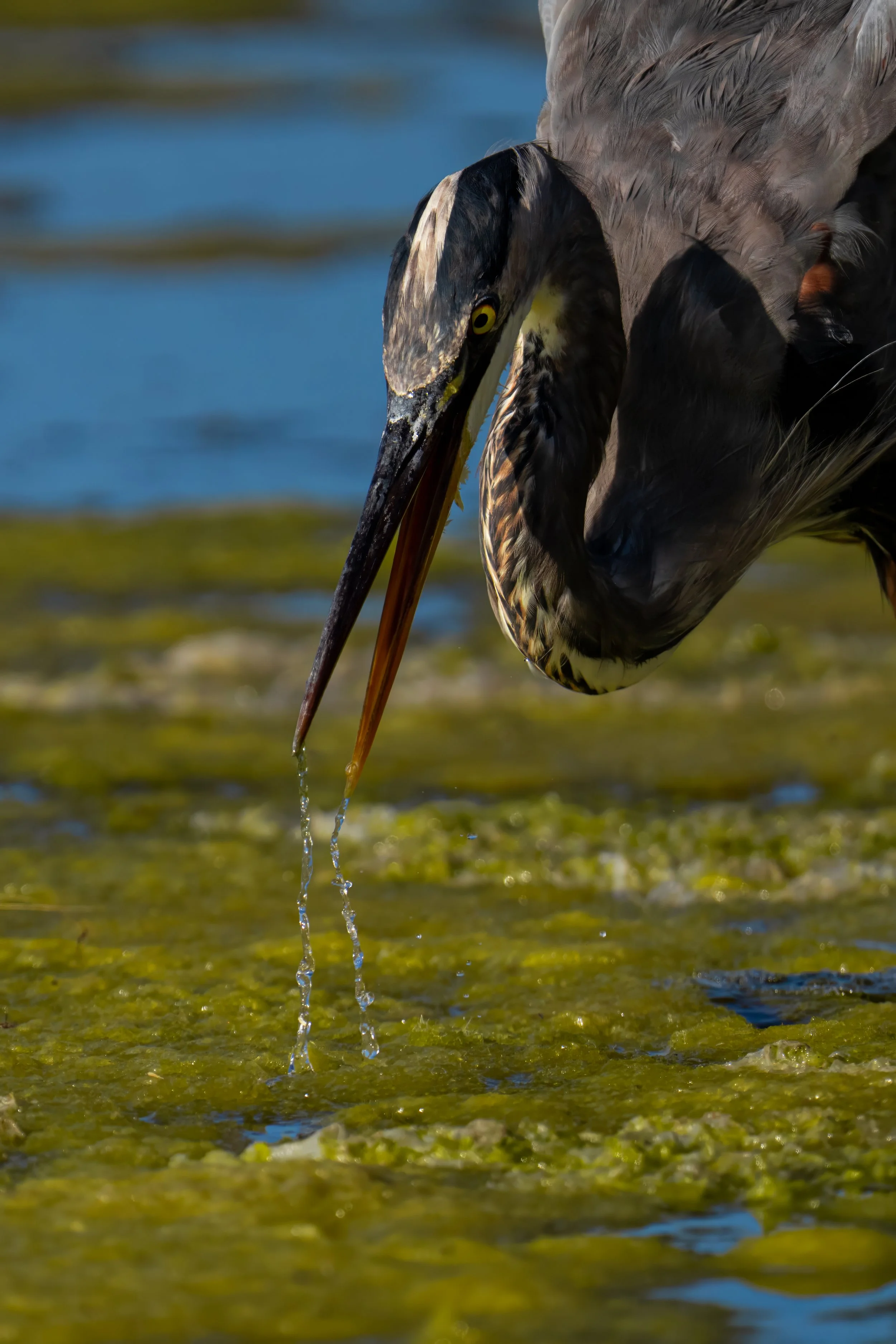 Great Blue Heron