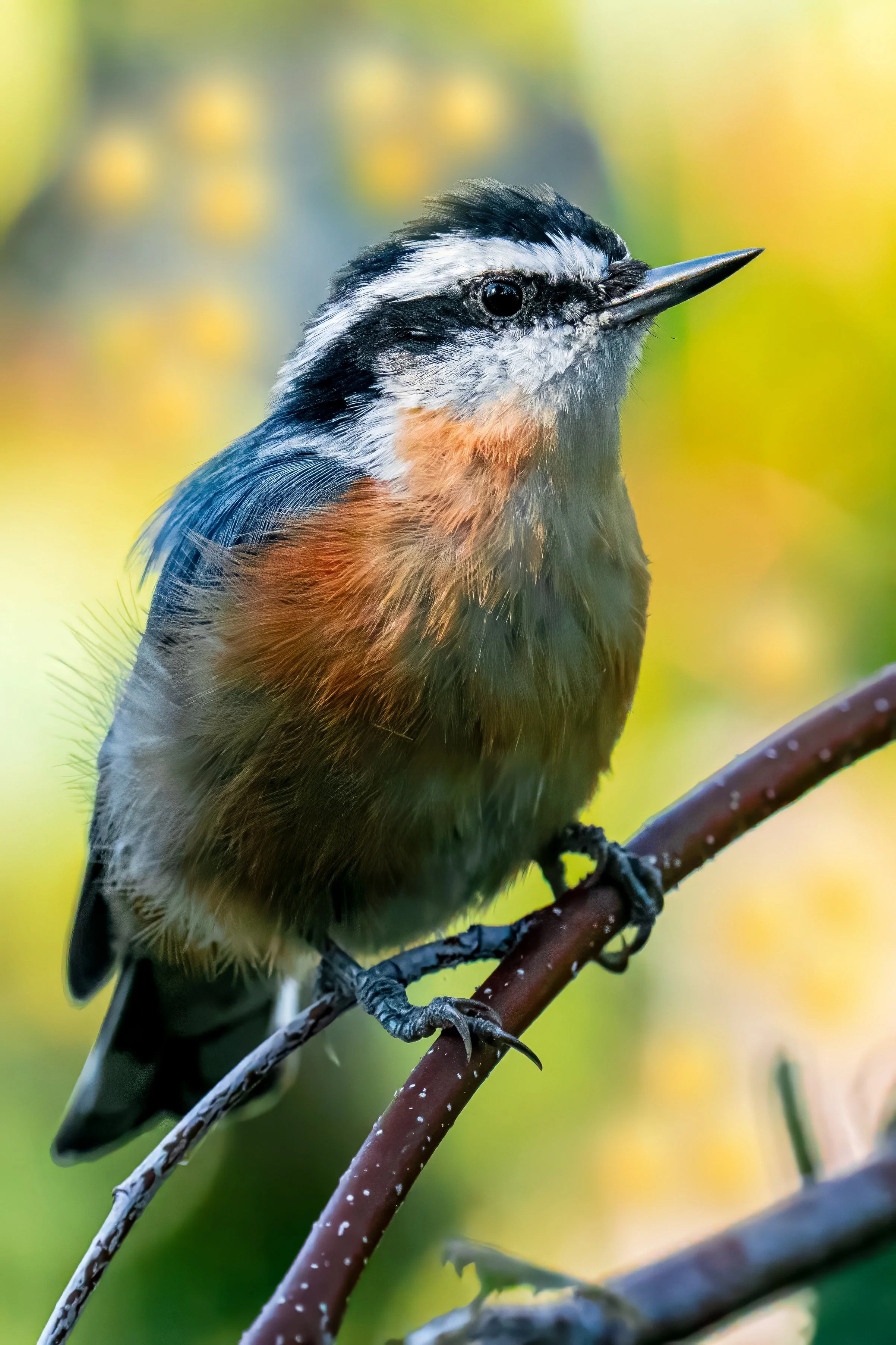 Red-breasted Nuthatch