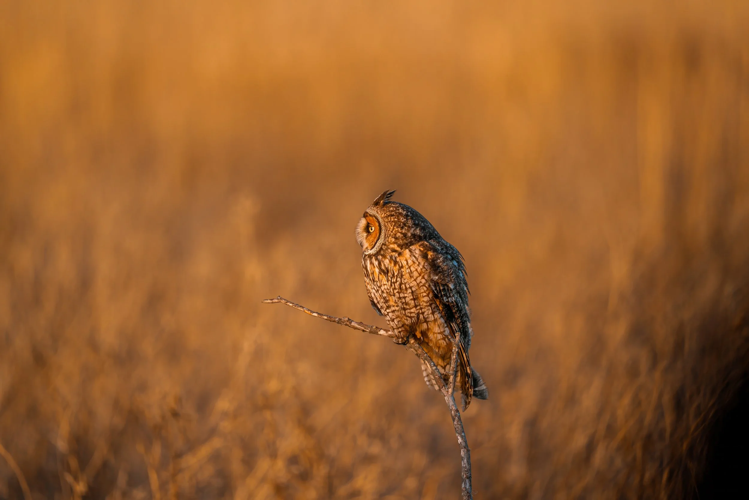 Long-eared Owl (aka) Tiger Owl