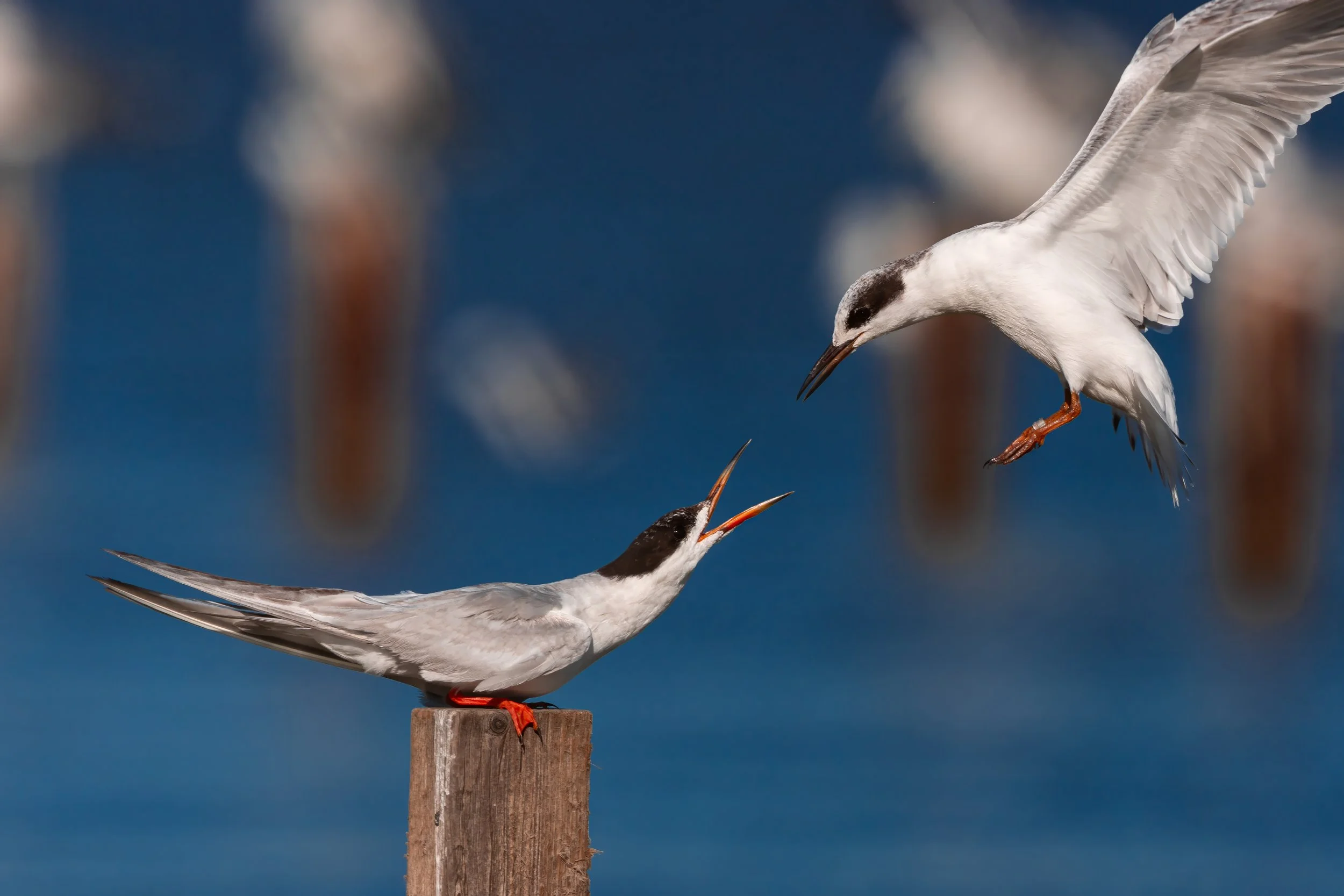 Forster’s Tern