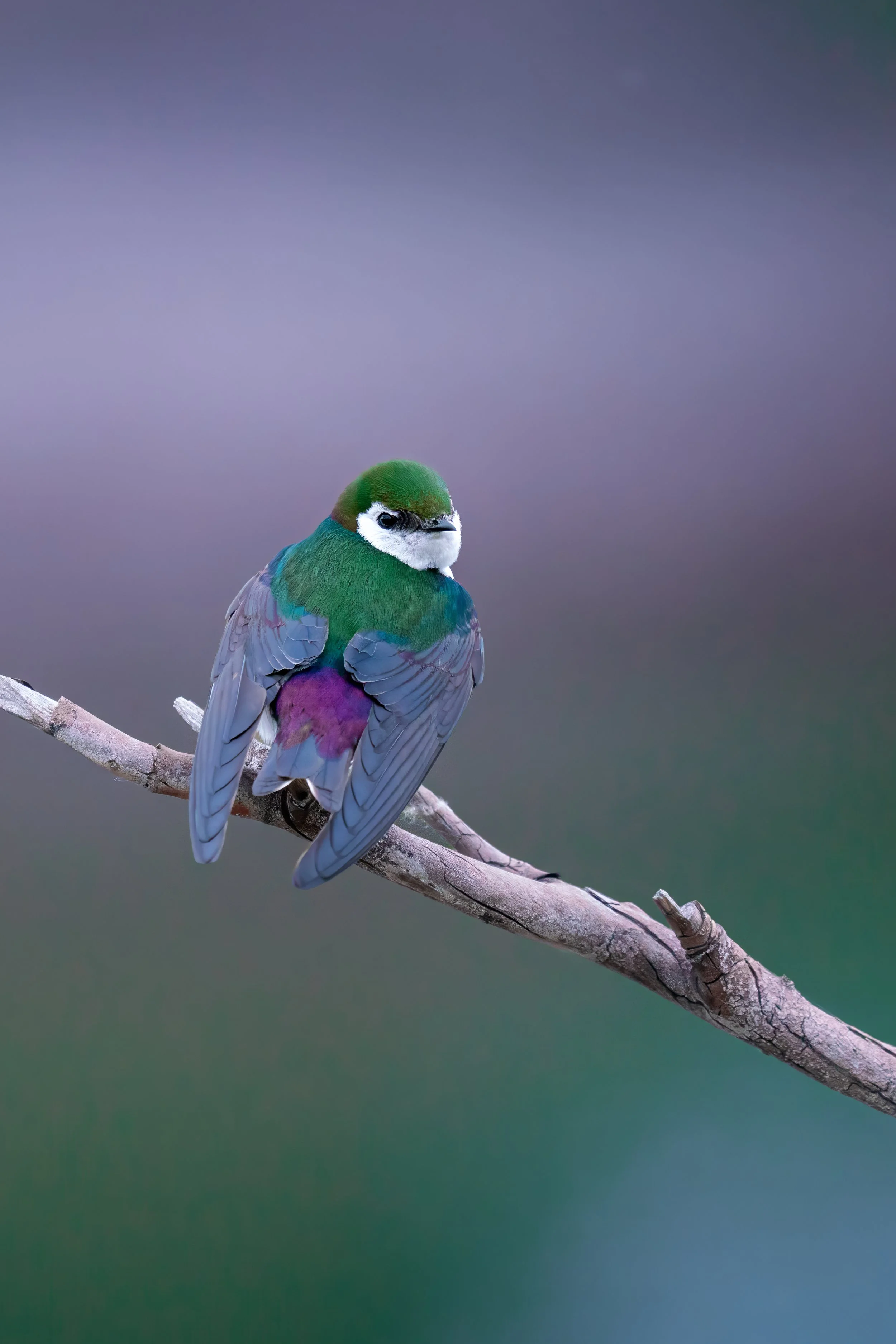 Violet-green Swallow