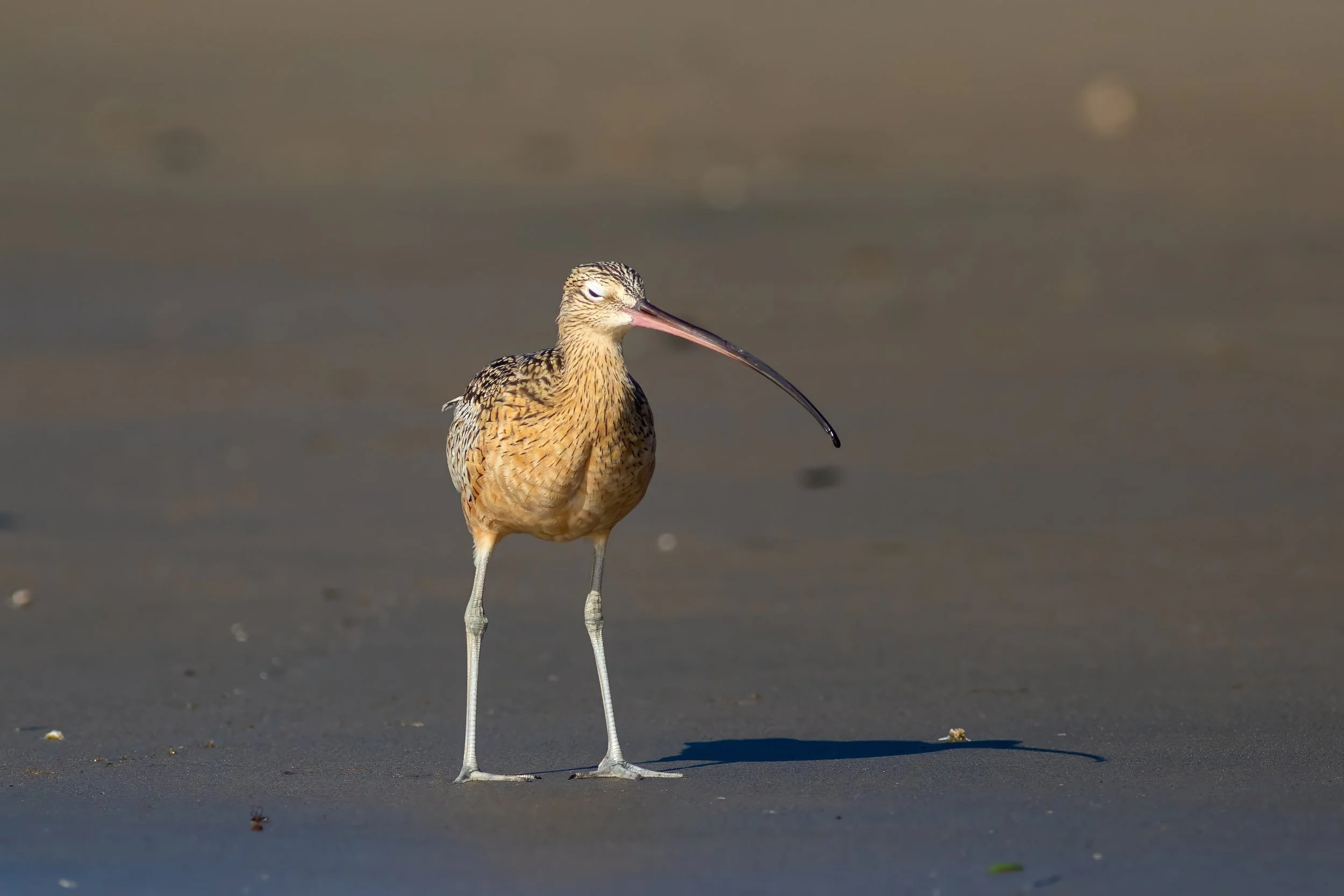 Long-billed Curlew