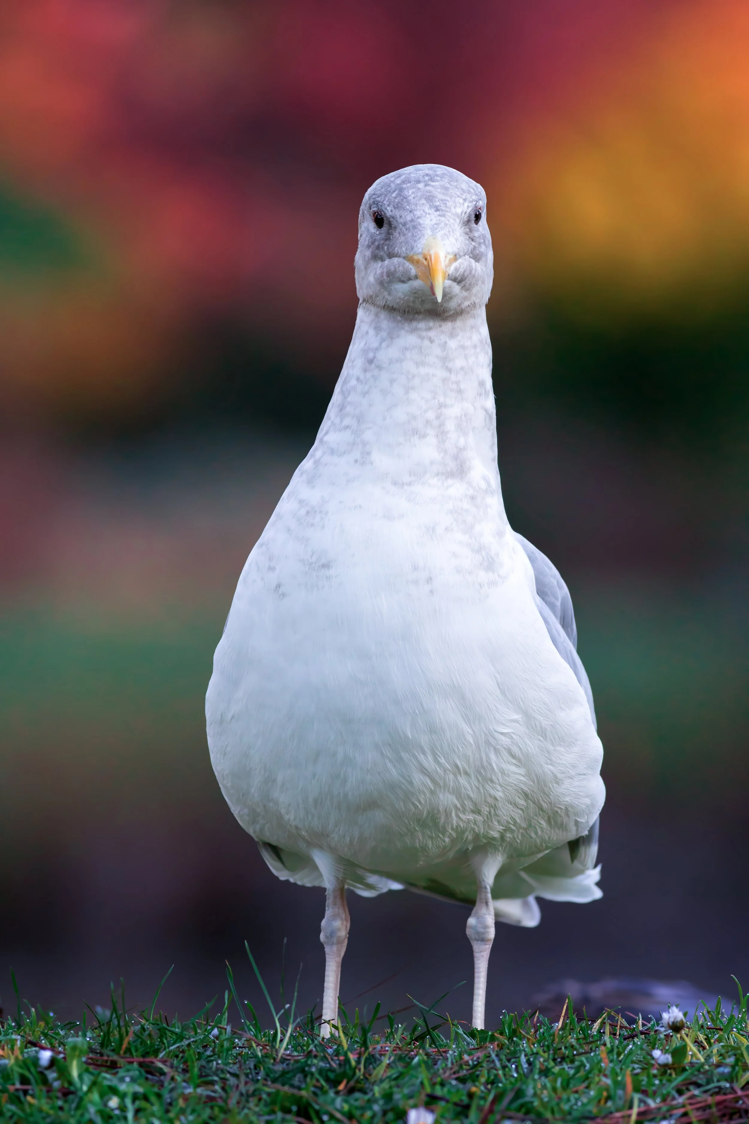 Western Gull