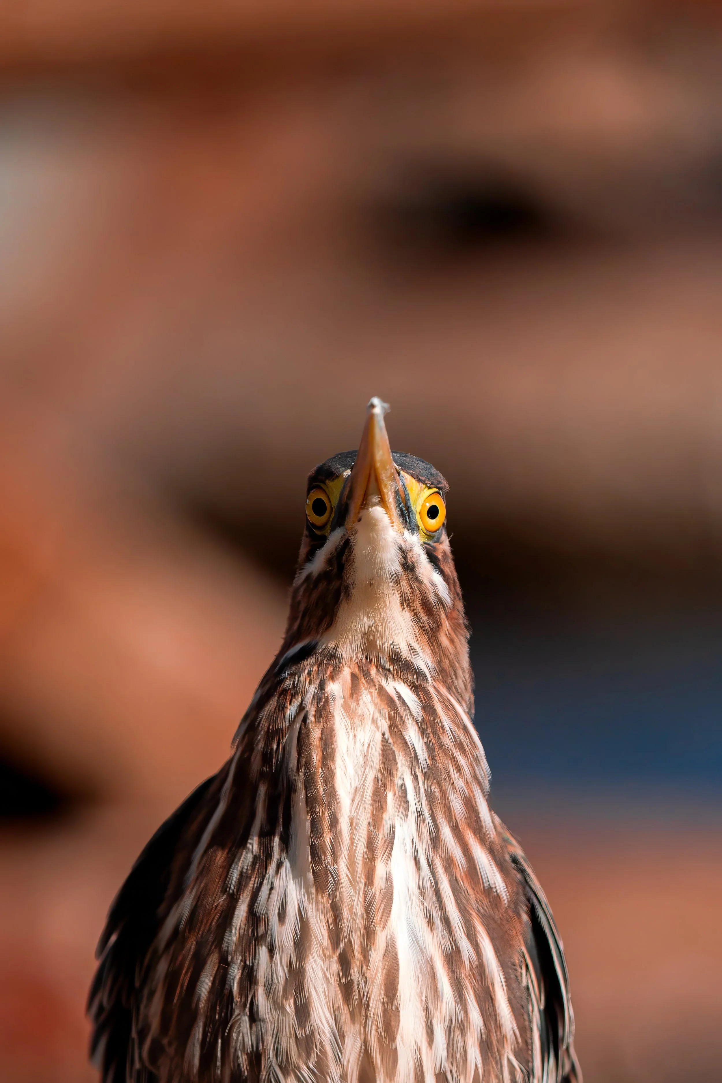 Green Heron