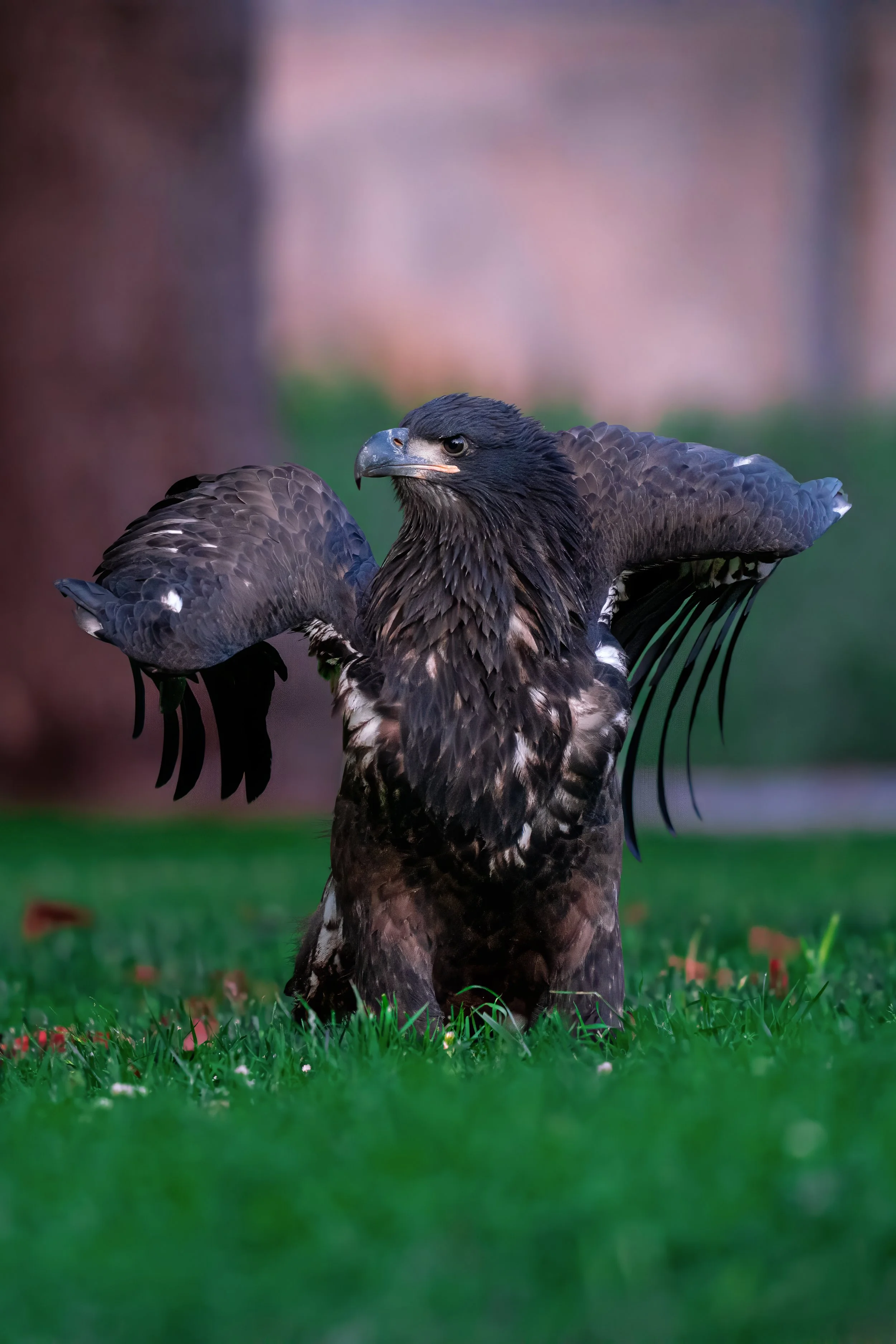 Bald Eagle