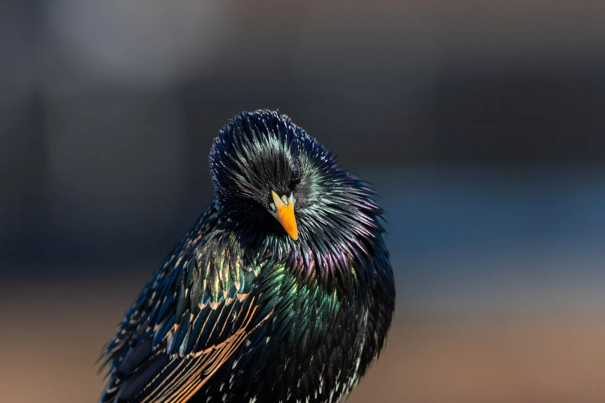 European Starling