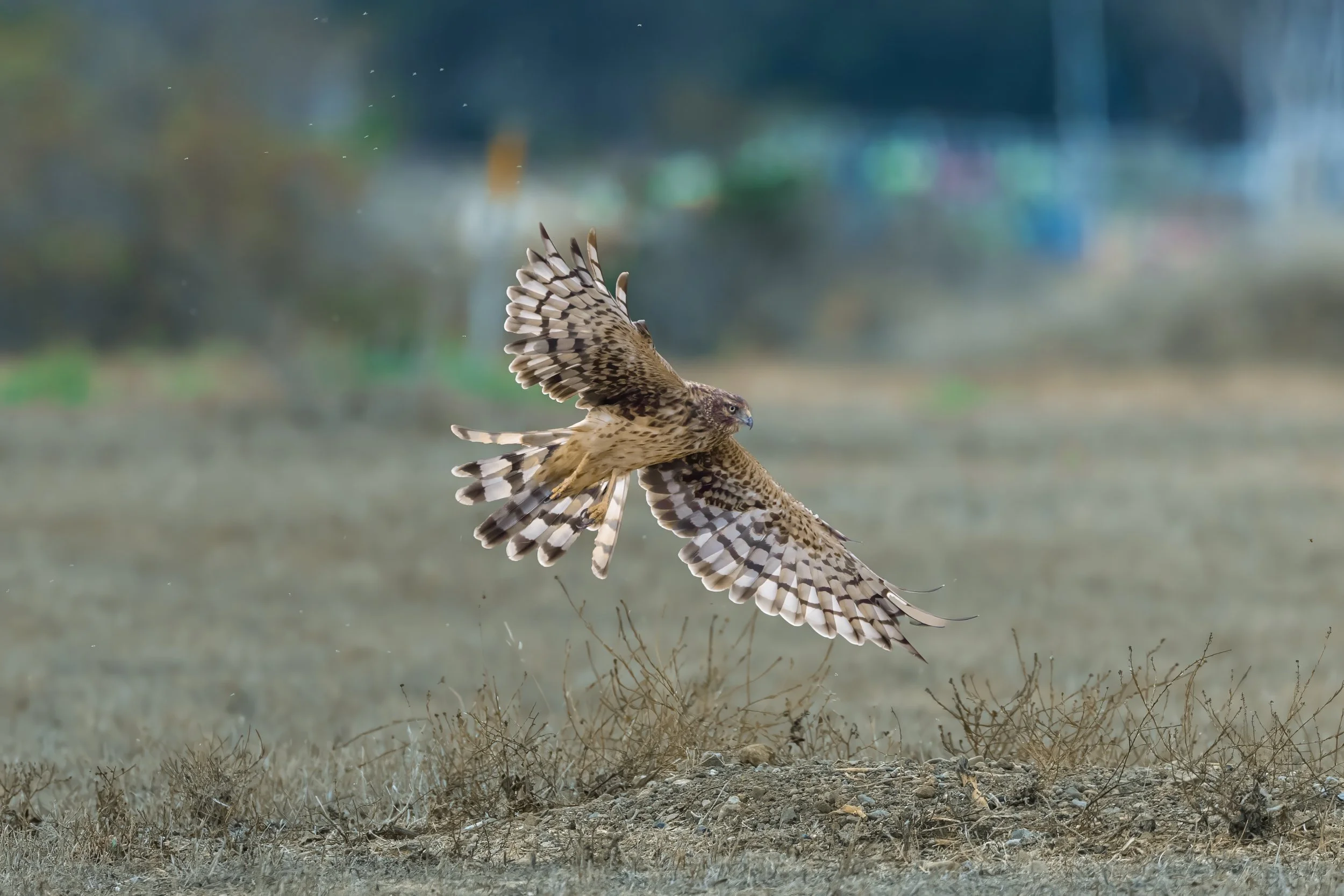 Northern Harrier