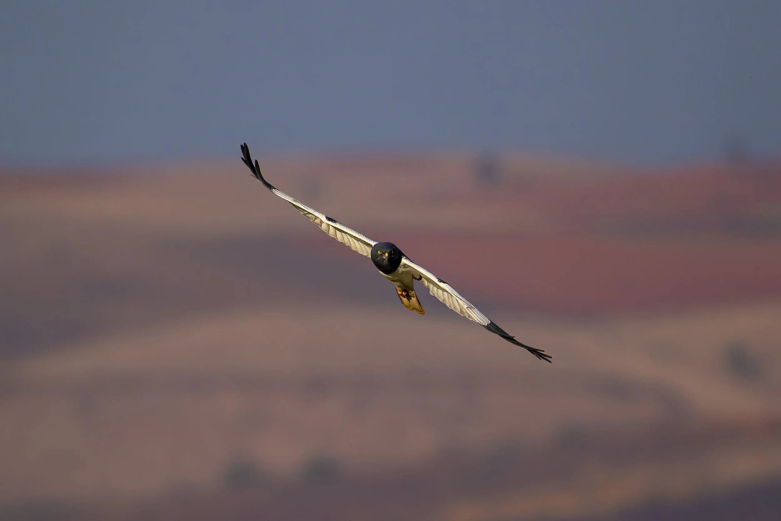 Pied Harrier