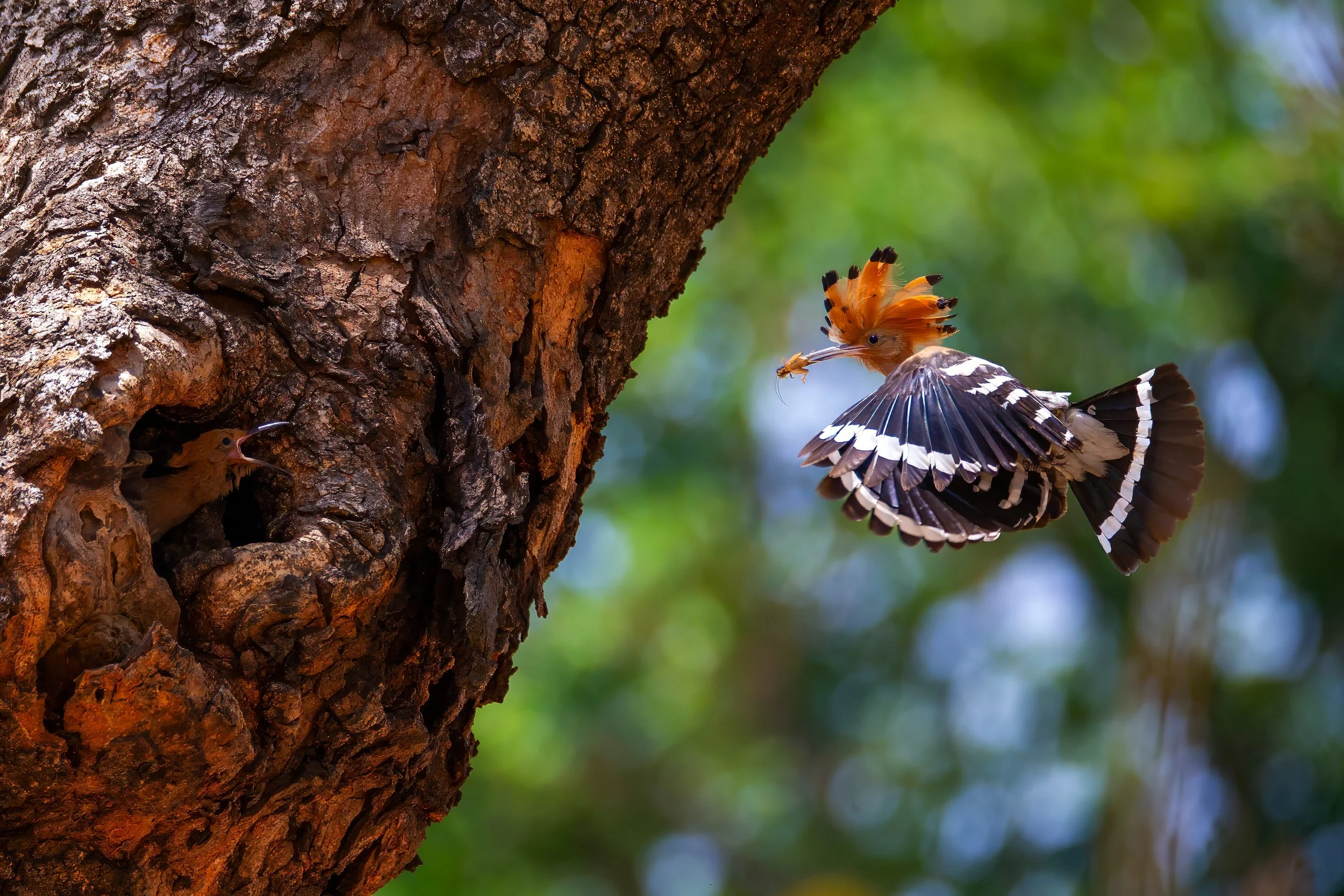 Common Hoopoe