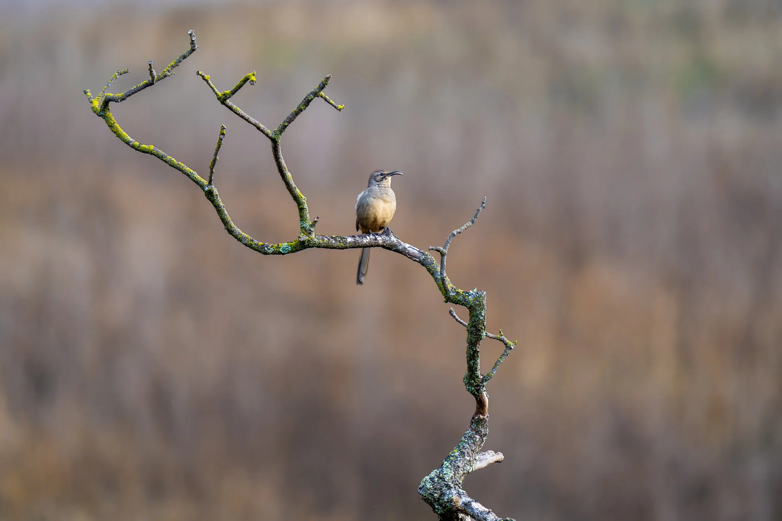 California Thrasher