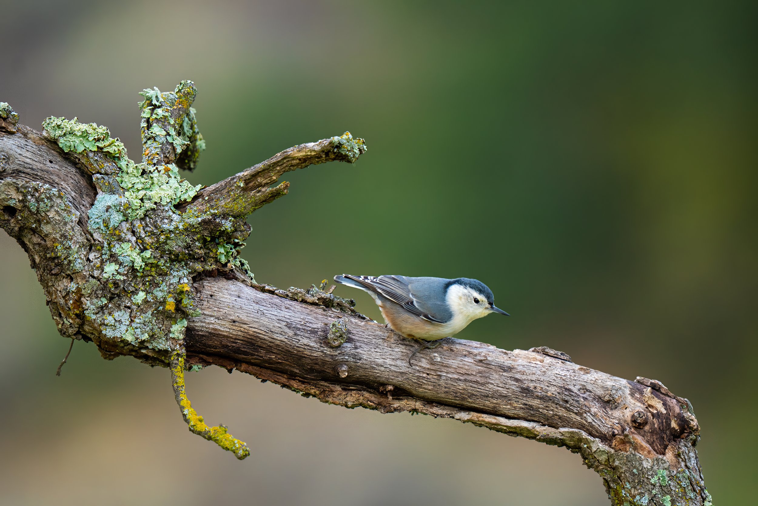 White-breasted Nuthatch