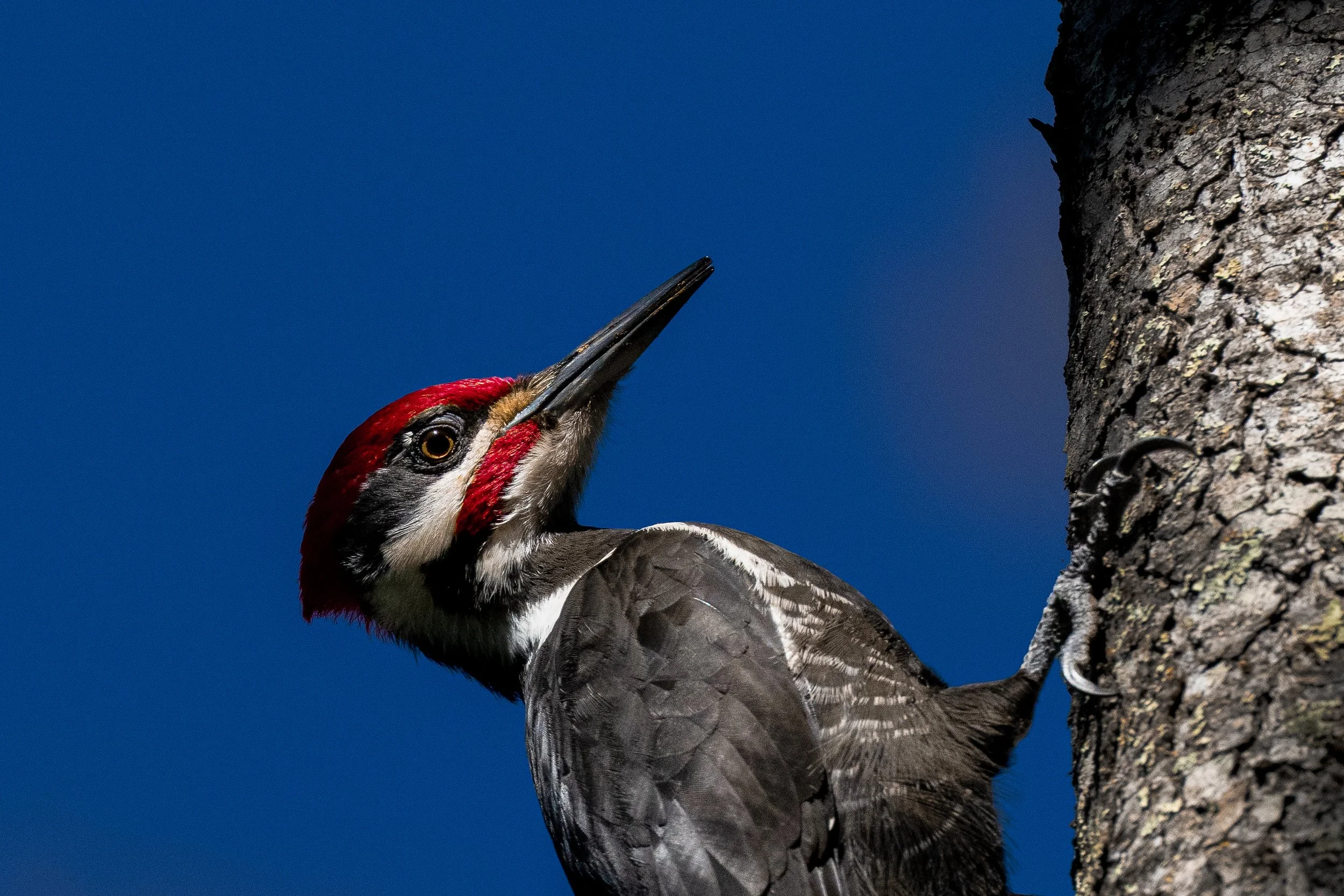 Pileated Woodpecker