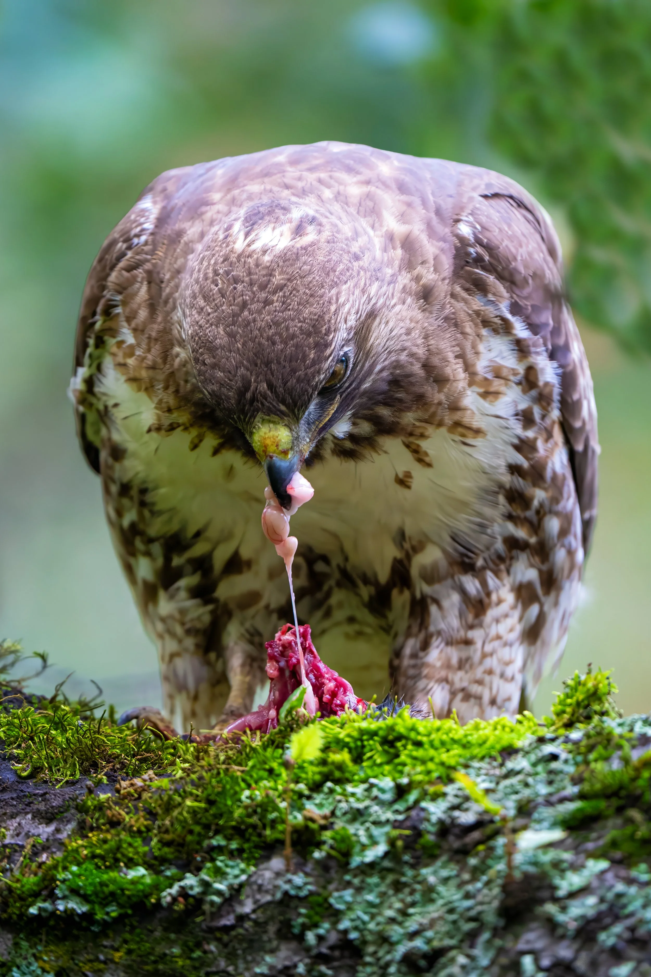 Red-tailed Hawk