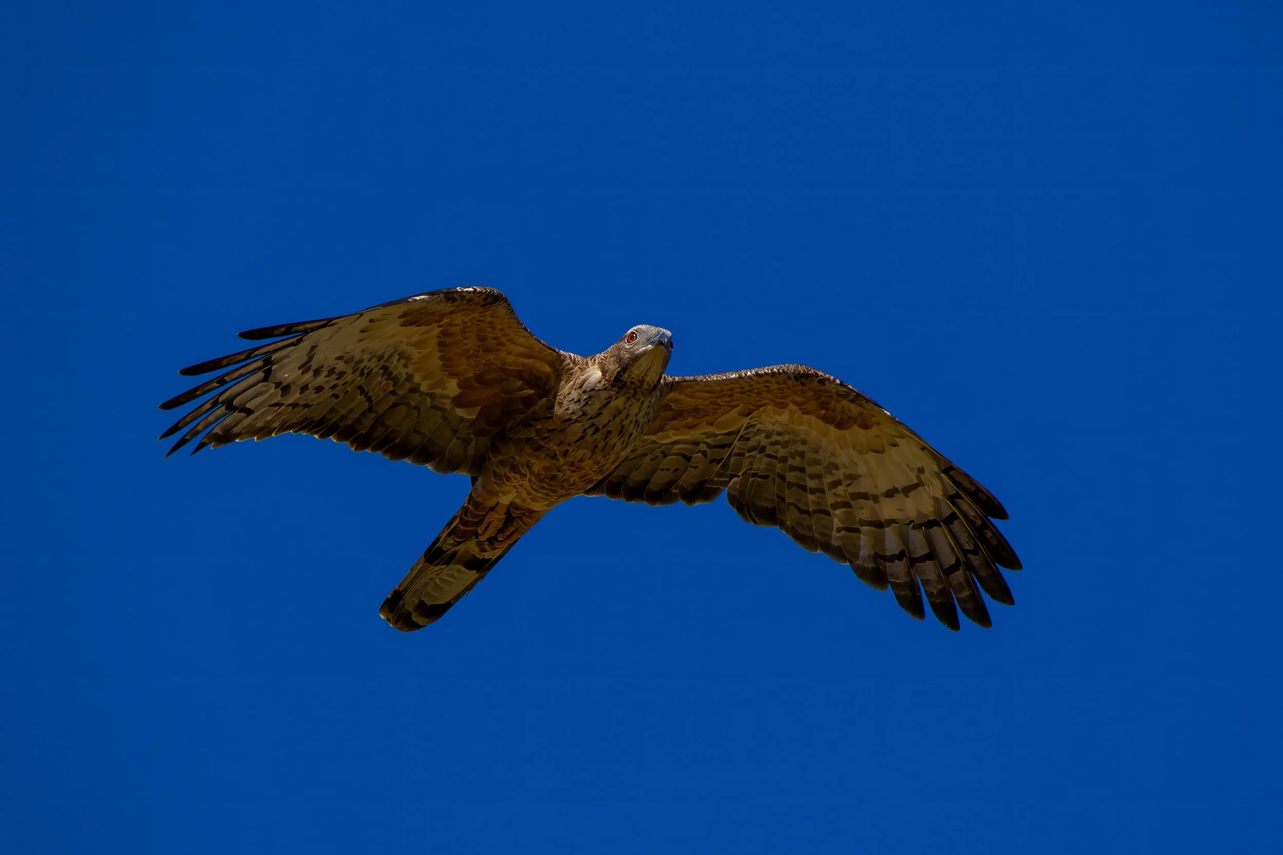Oriental Honey Buzzard
