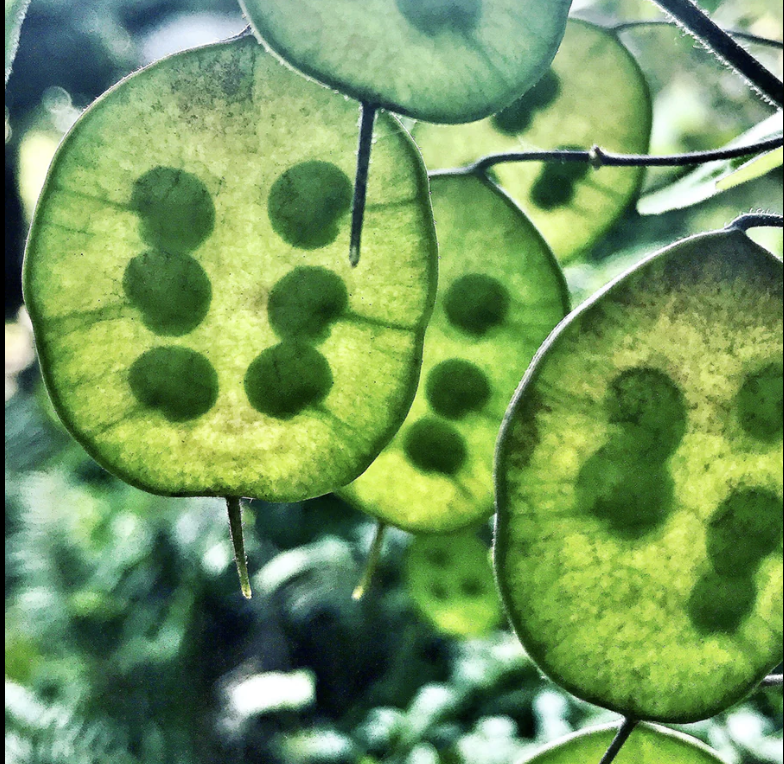 Annual Honesty (Lunaria annua). A Plant Monograph on Seeds, Cycles, and Letting Go