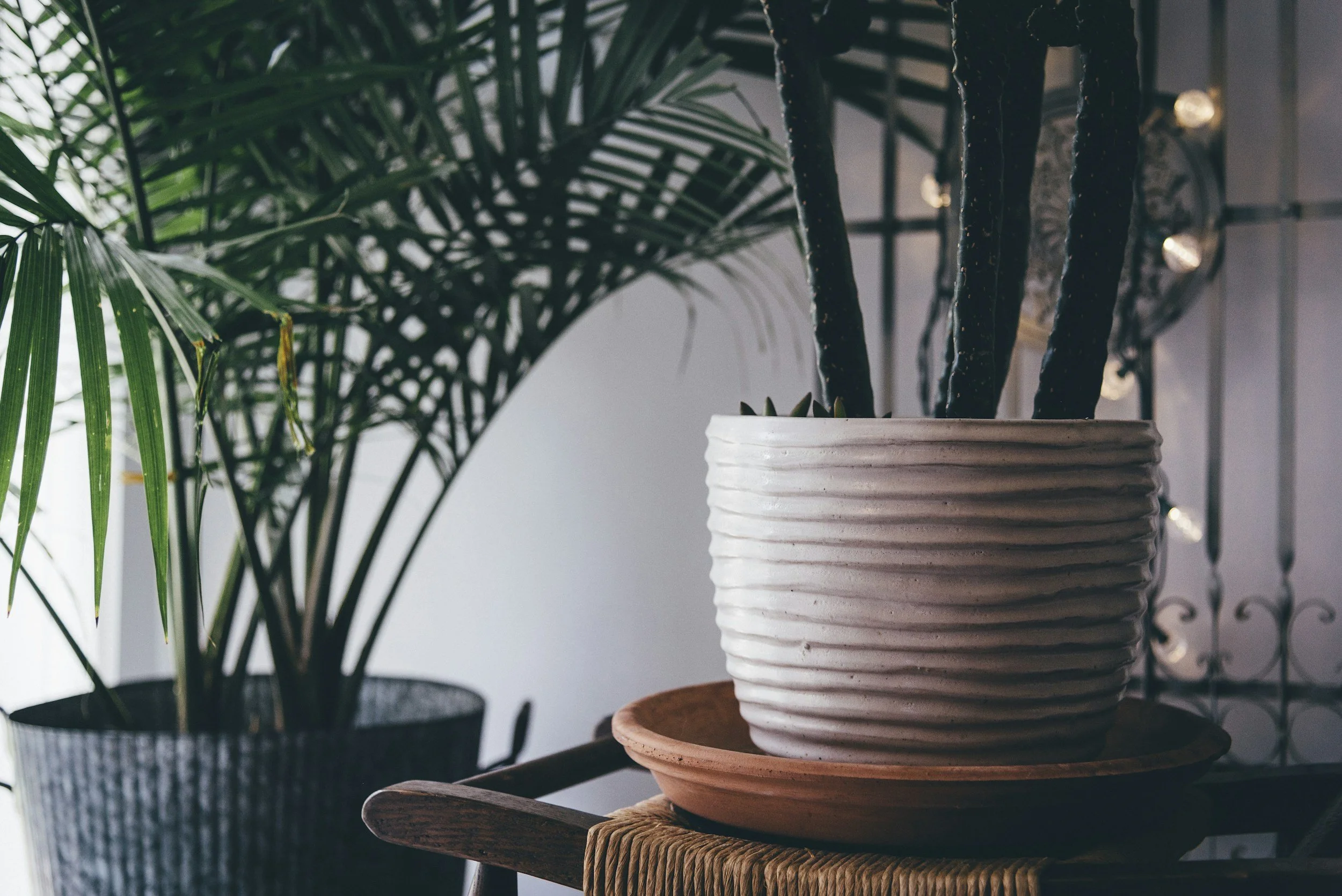 Close-up of a tall potted cactus with several arms, placed in a white ribbed ceramic pot on a wooden stand, with green leafy plants visible in the background.