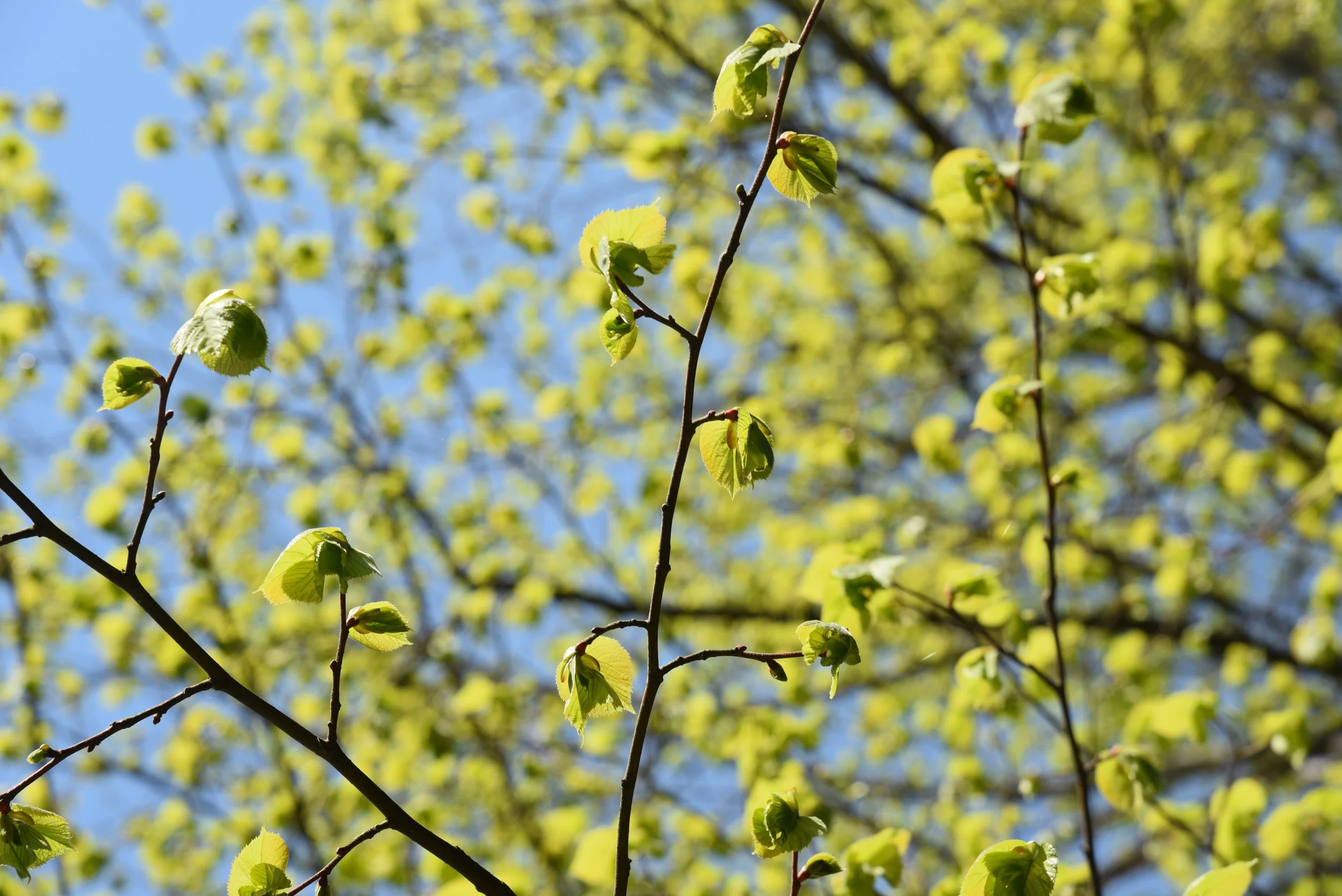 Frühlingserwachen mit jungen grünen Blättern an dünnen Astern gegen blauen Himmel.