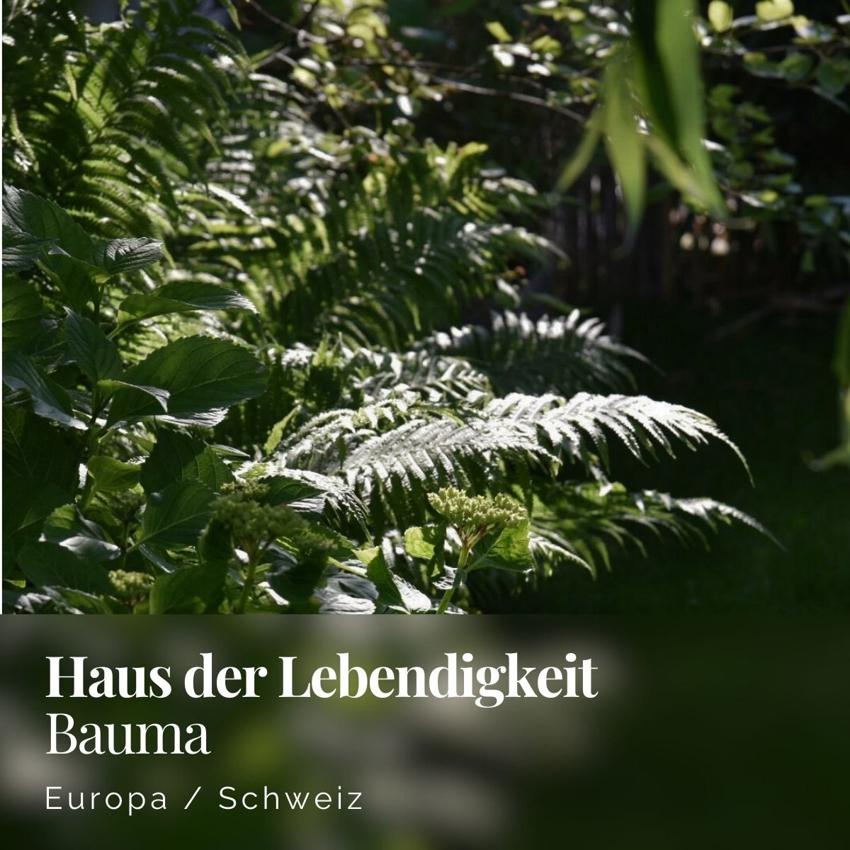 Energiefeldaktivierung Haus der Lebendigkeit - Bauma - Christian Walker.jpg