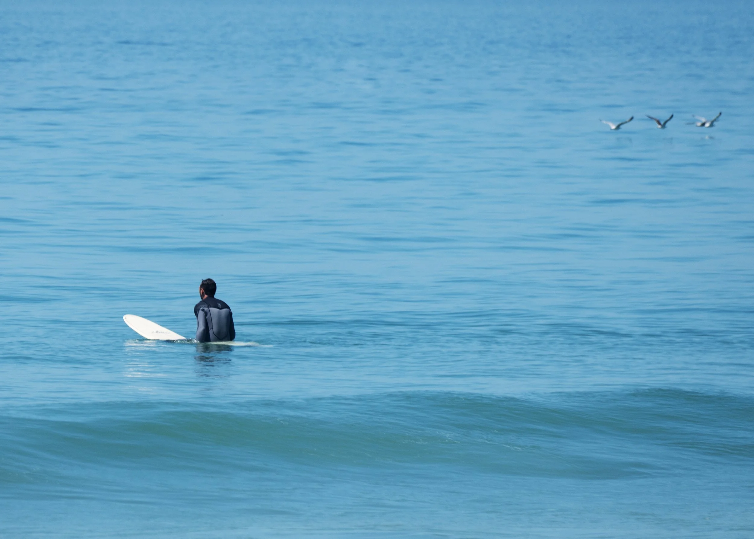 Une personne en combinaison sur une planche de surf dans la mer, regardant vers l'horizon, avec des oiseaux volant au-dessus de l'eau