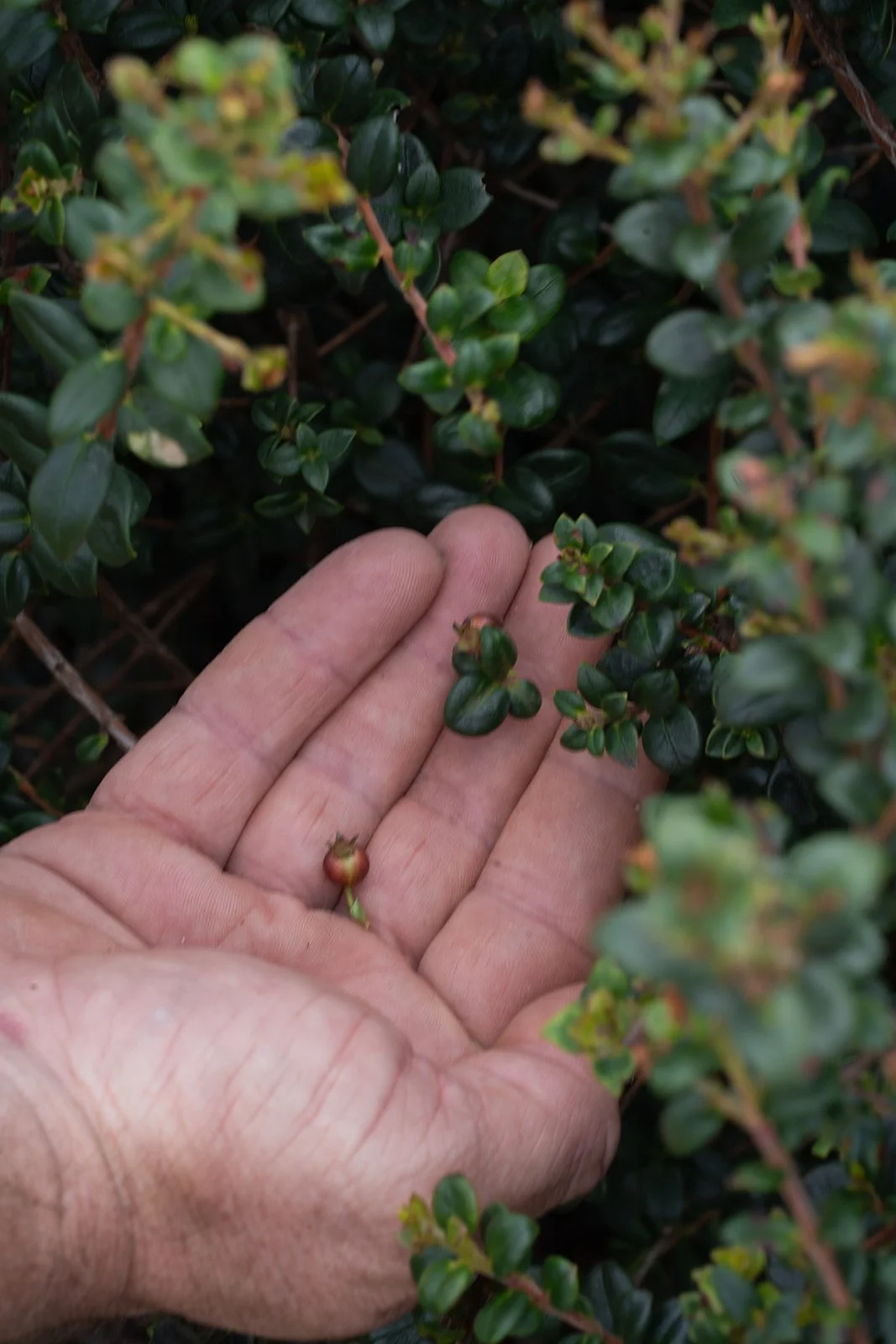 Close-up of a hand holding a small, green and red berry next to green leafy bushes.
