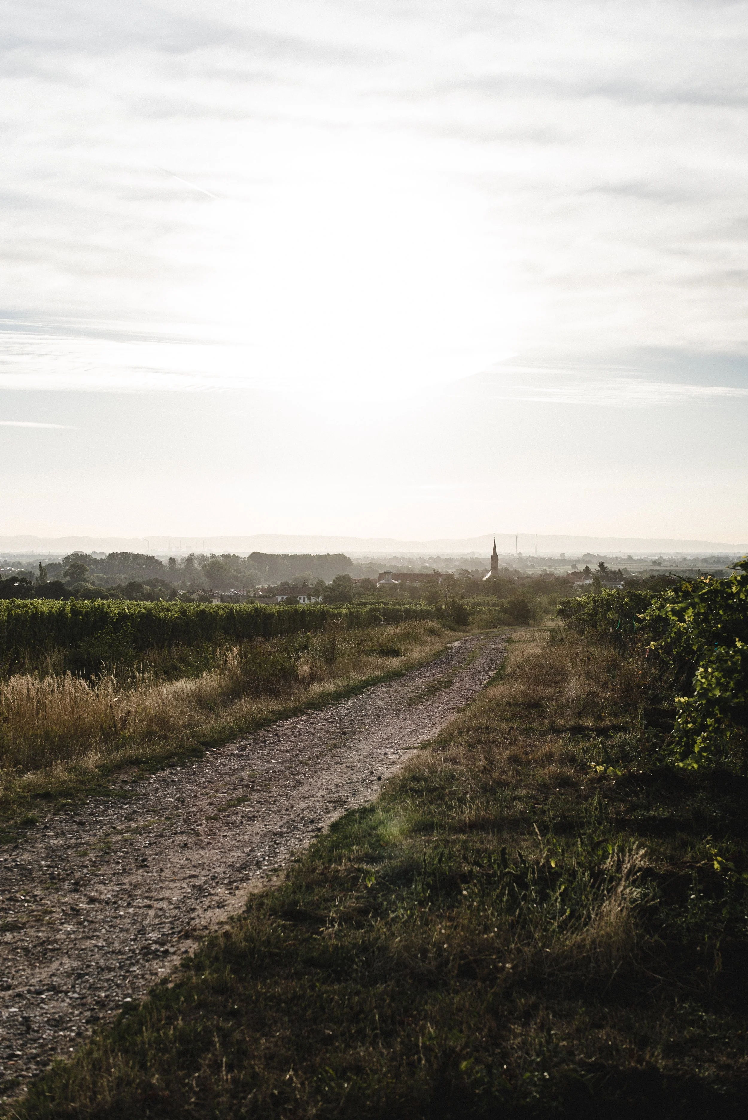 Where to drink 2019er Ruppertsberger Reiterpfad?