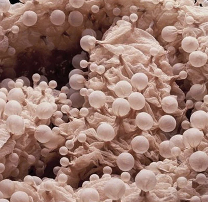 Capture d’écran 2026-01-16 170651.jpg