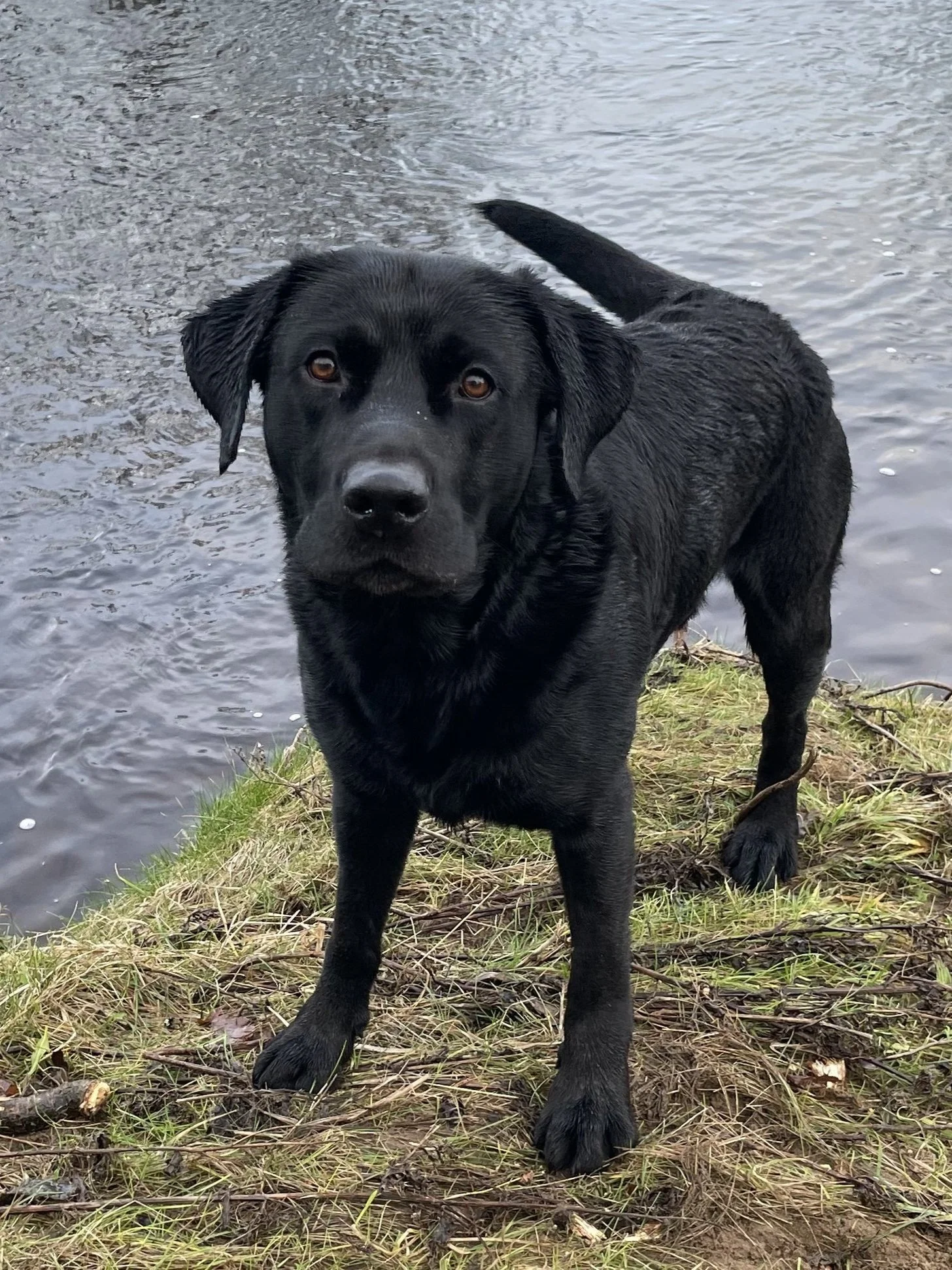 A black Labrador dog standing on grass near a body of water, looking at the camera.