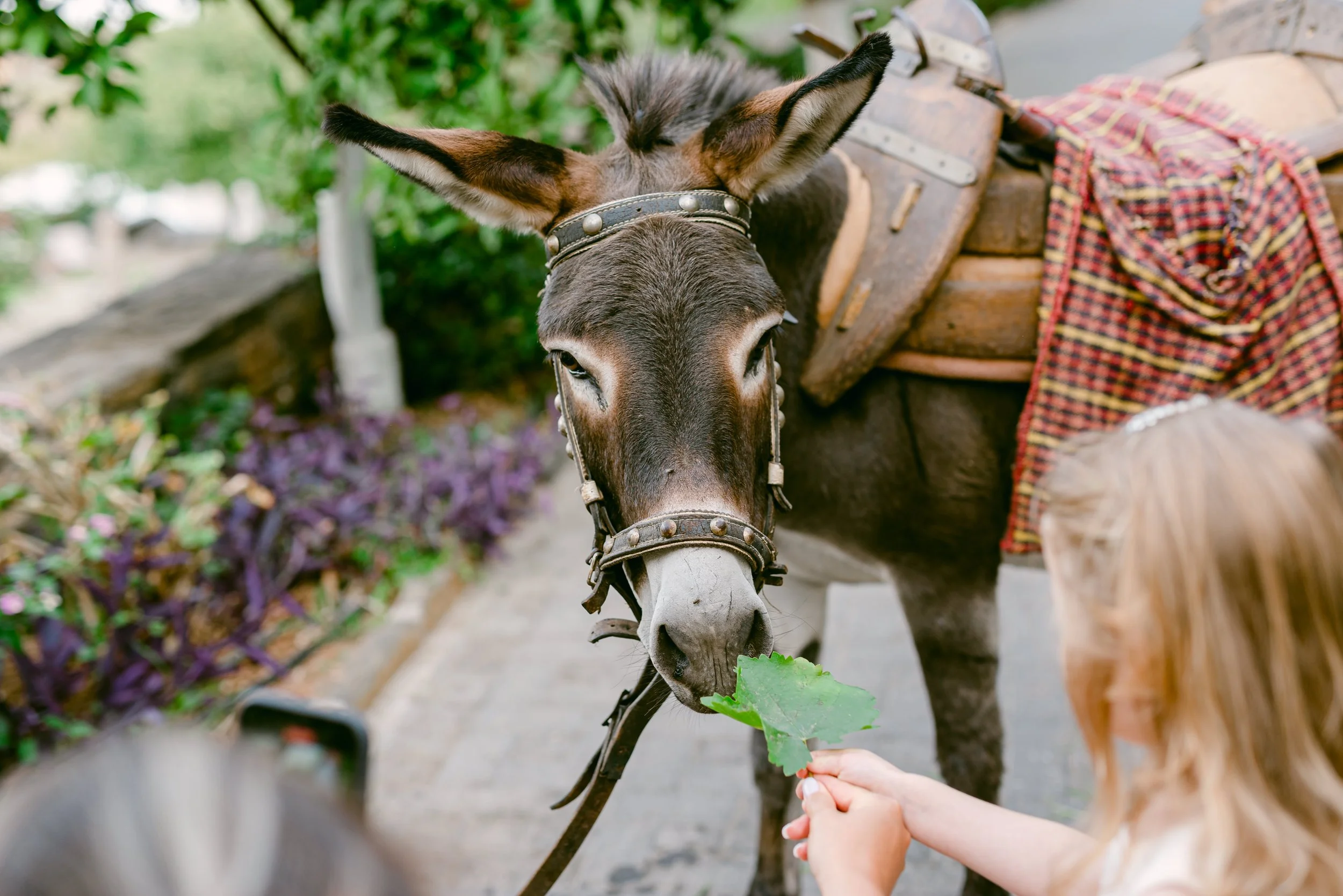 Donkey Takis - Kinsterna Hotel.jpg