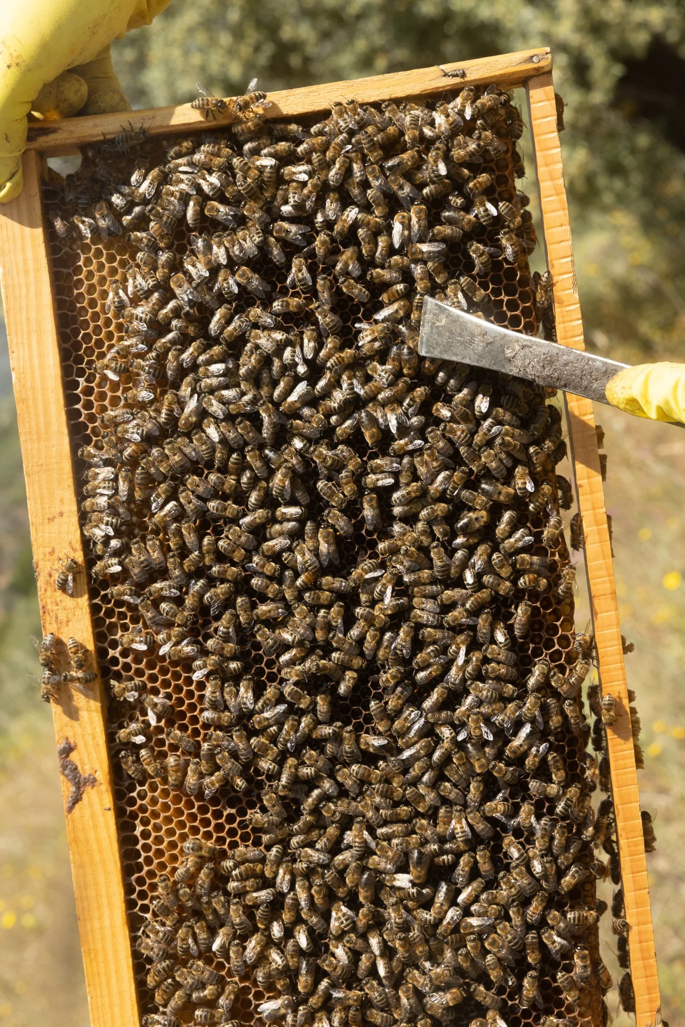 Kinsterna beehives.jpg