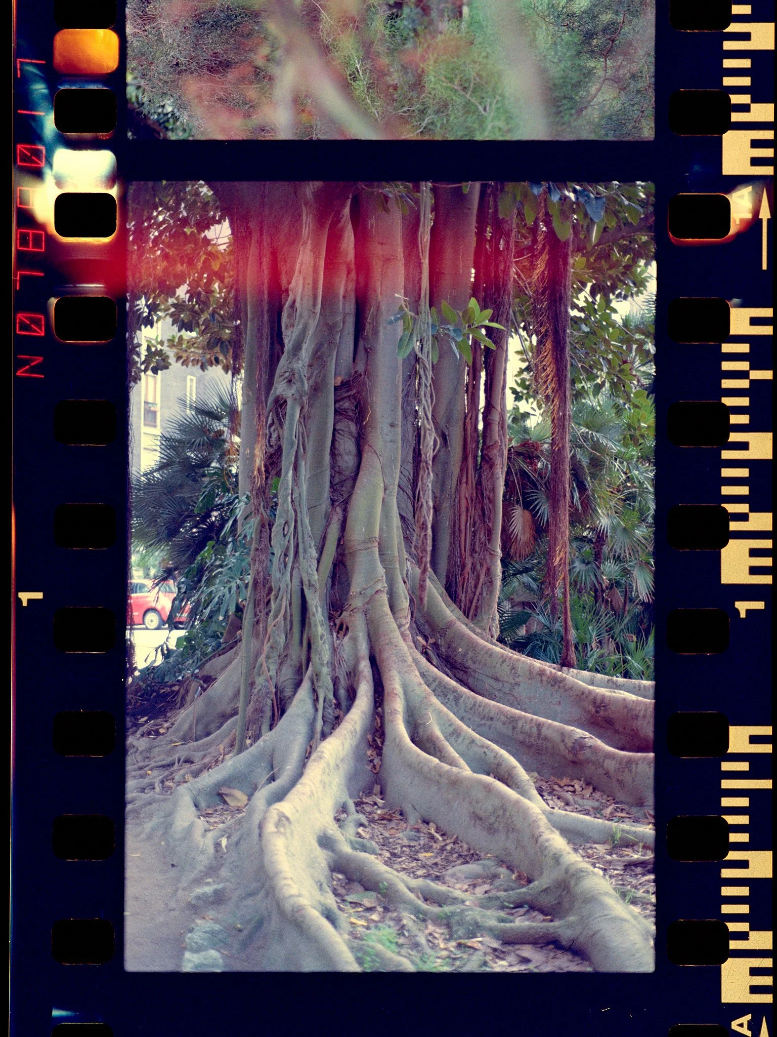 FILM-SCANS-03-2025-32356.jpg