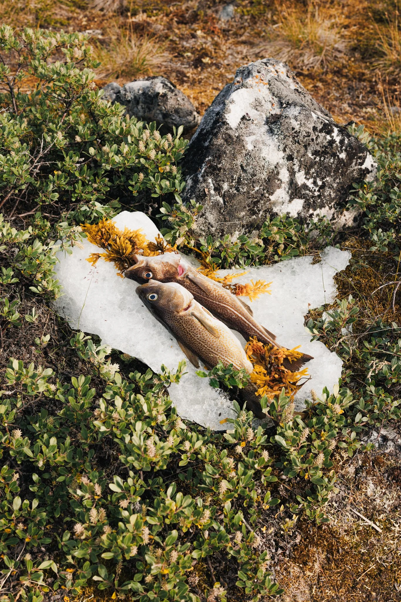 Greenland - Copyright Stephanie Pollak-079.jpg