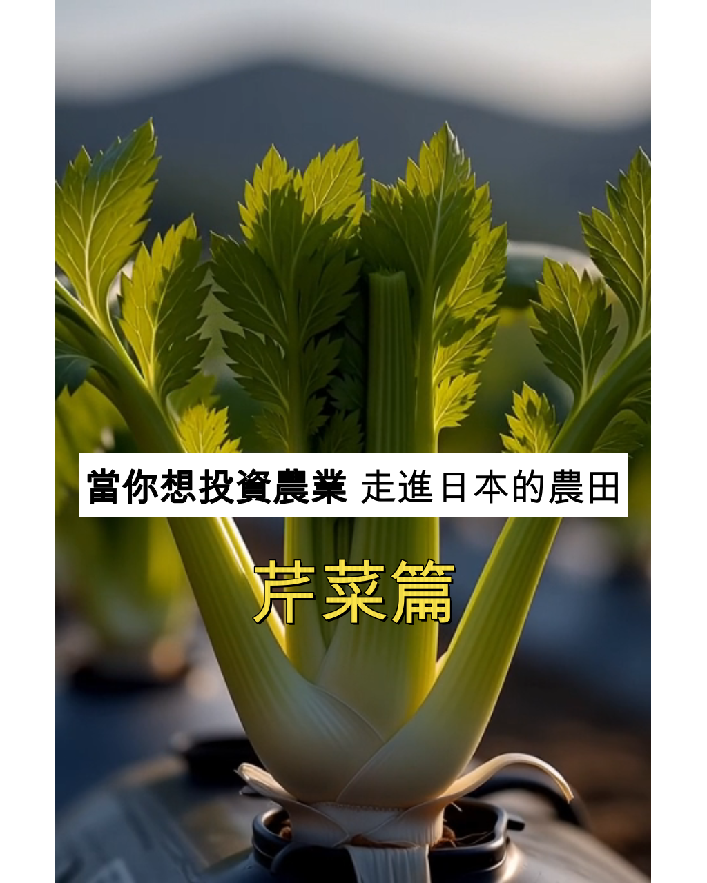 日本埼玉県PoC實驗田｜芹菜PoC計畫啟動