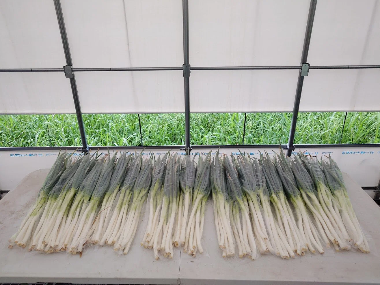 整理完畢的日本大蔥