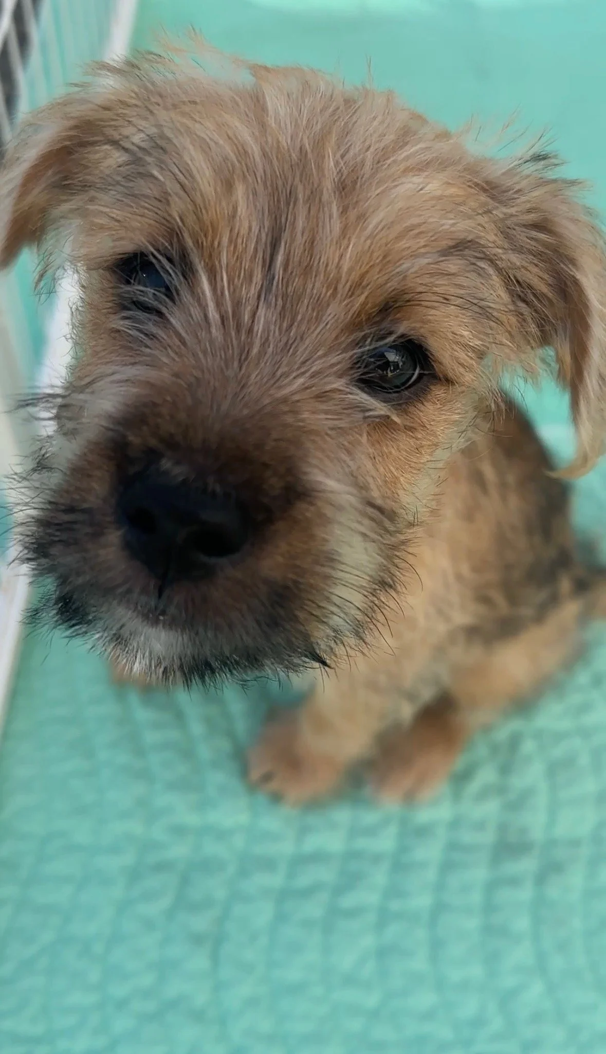 Puppies, PRs & Purpose: Wags & Walks Took Over LIFTED