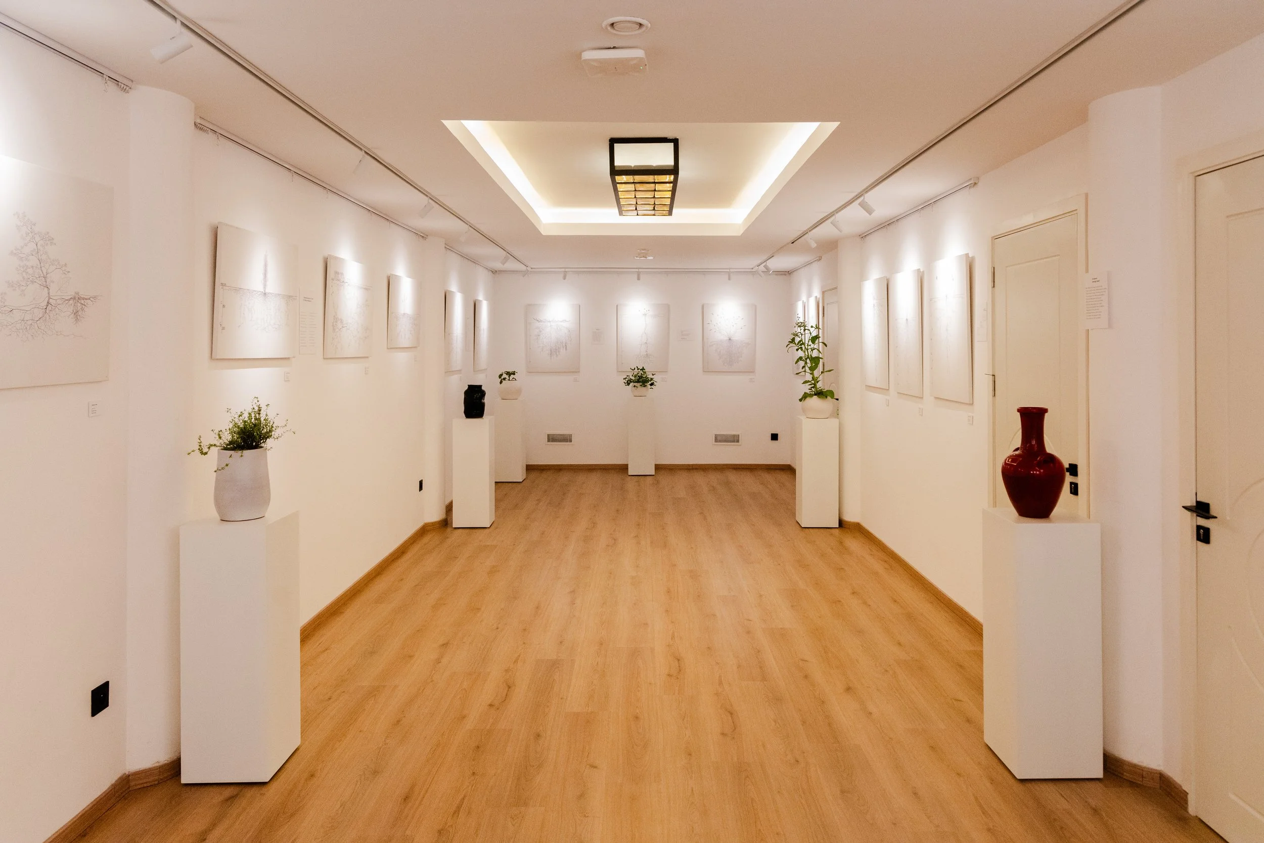 Exhibition - Roots: What Lies Beneath