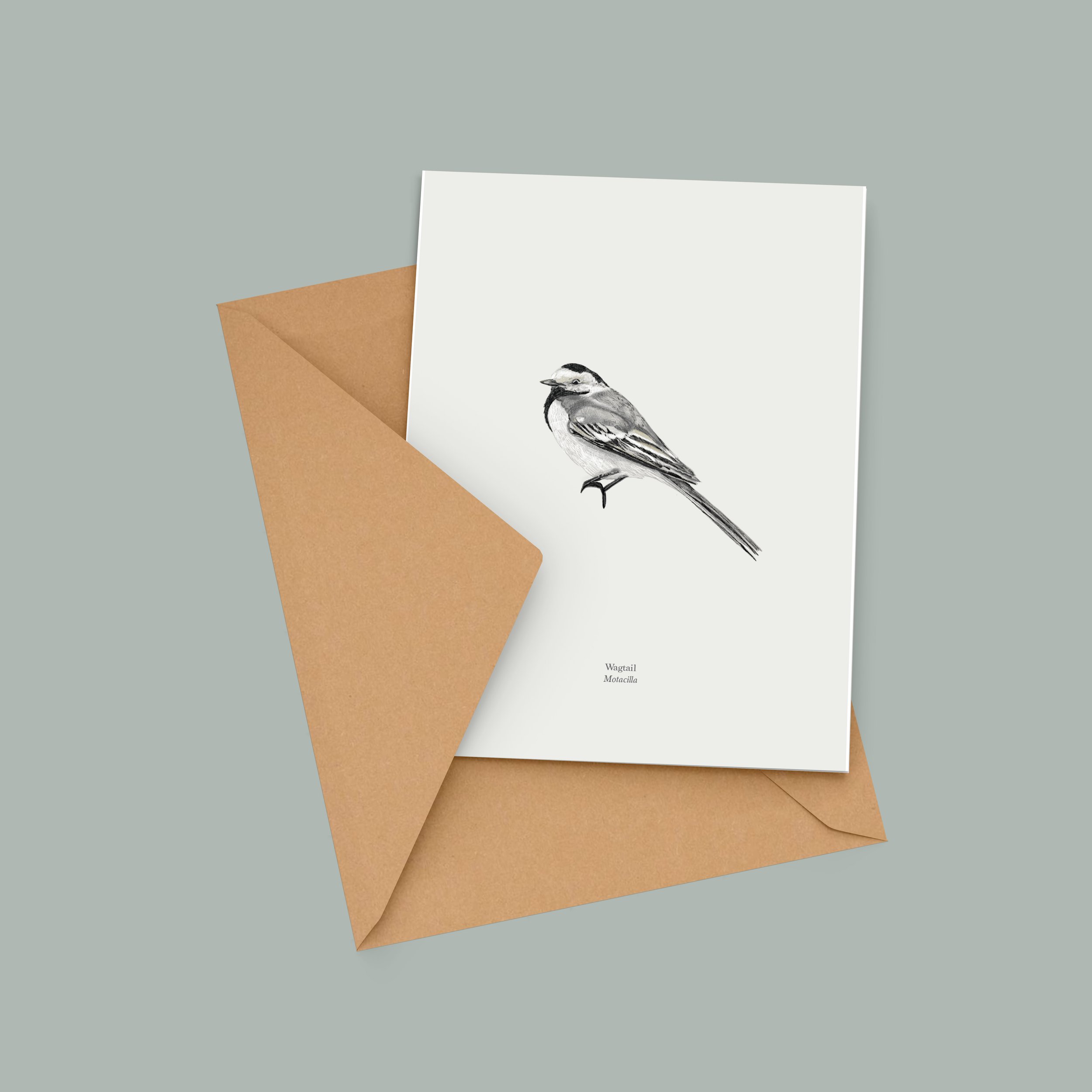 Wagtail