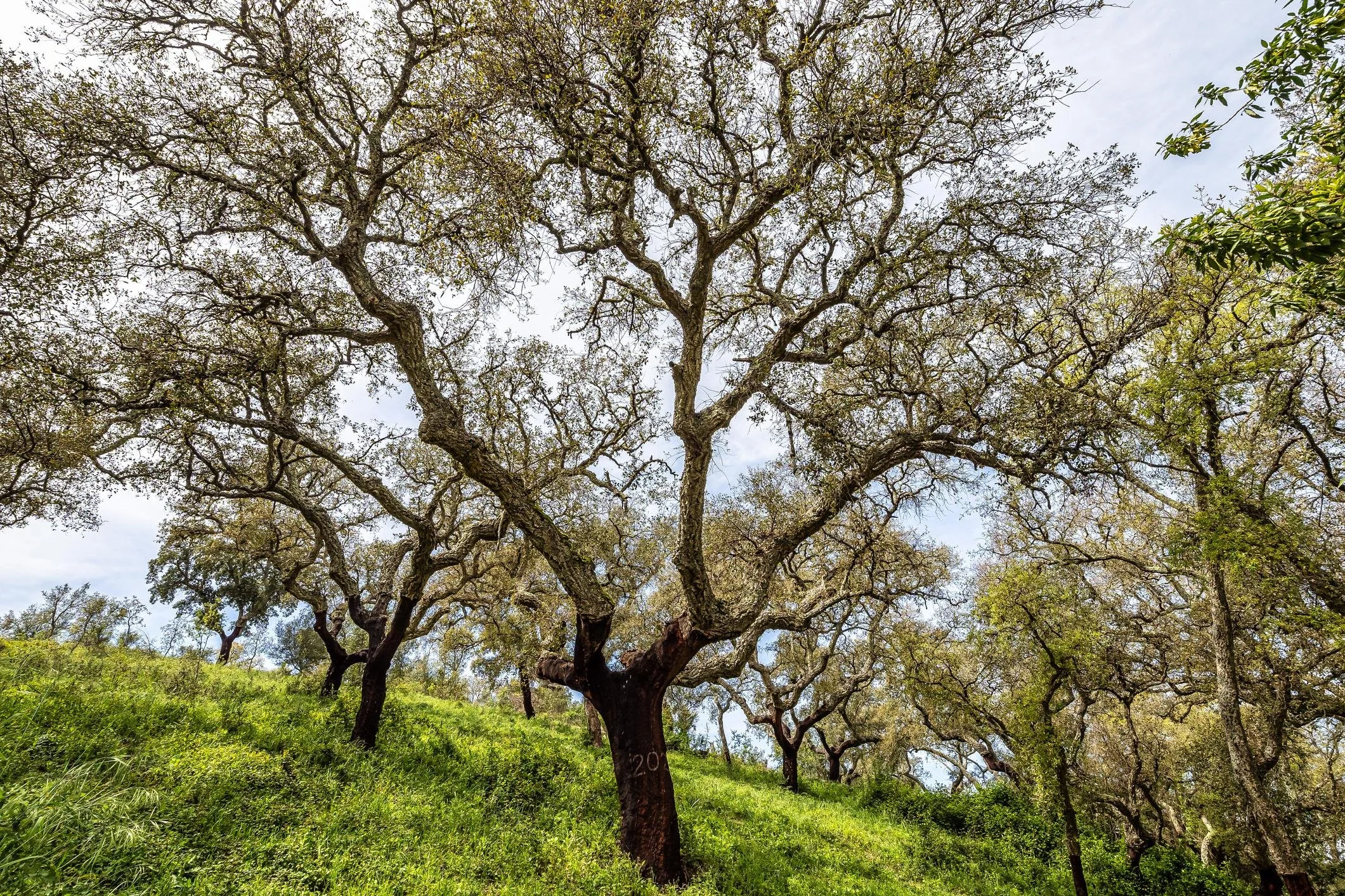 A scenic view of a hillside with multiple large, leafless trees and green grass. The sky is partly cloudy with patches of blue.
