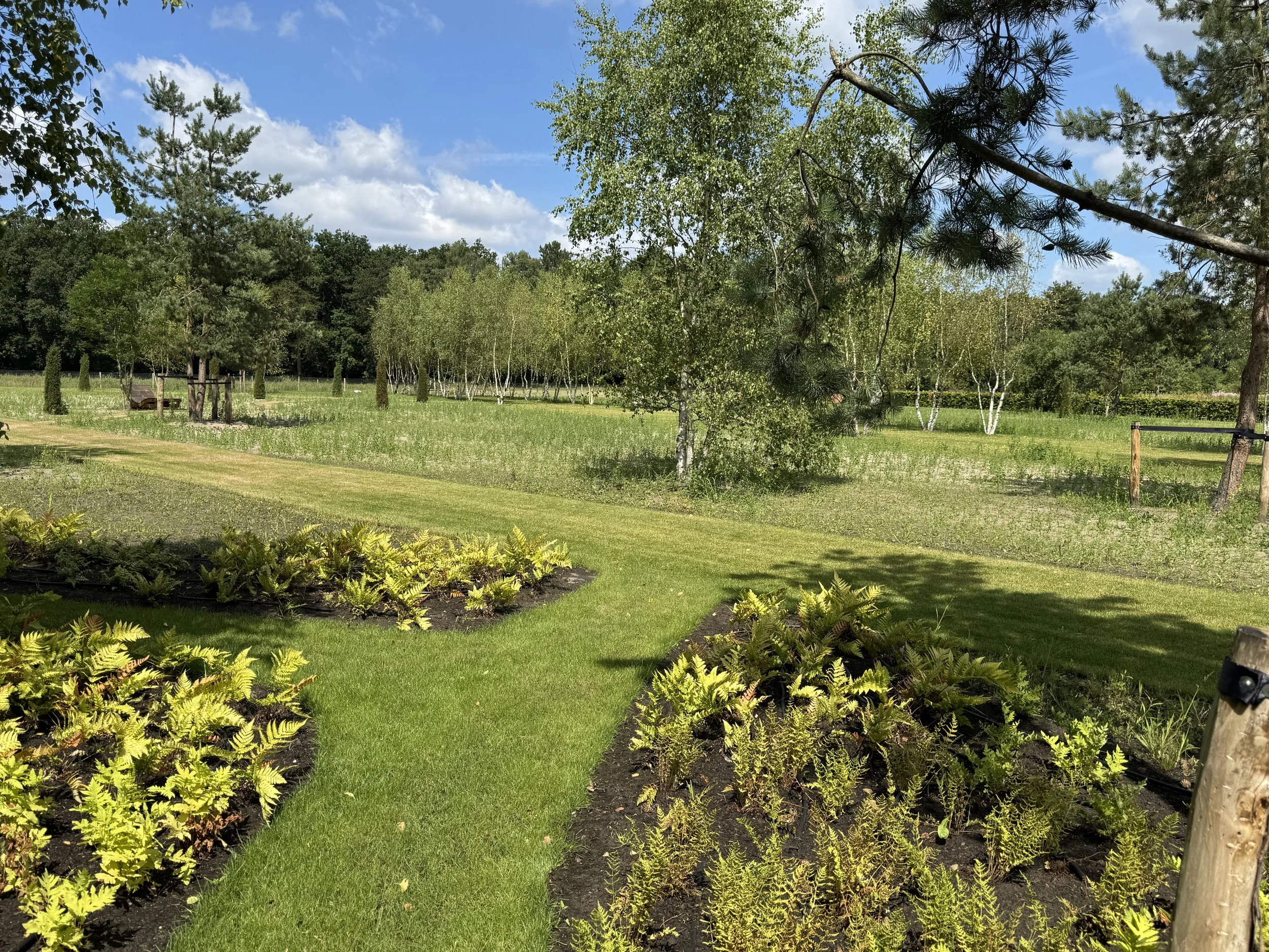 The fern garden with endemic species