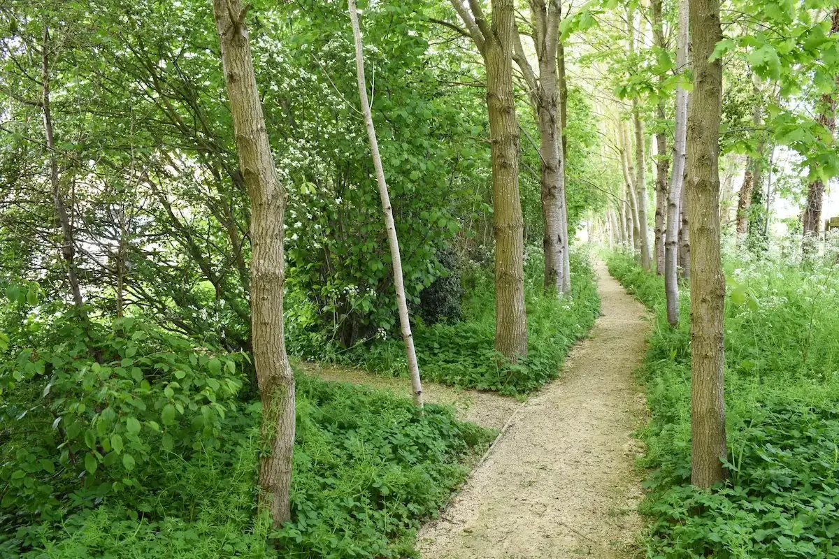 Collingham+Brook+Woodland+walk.webp