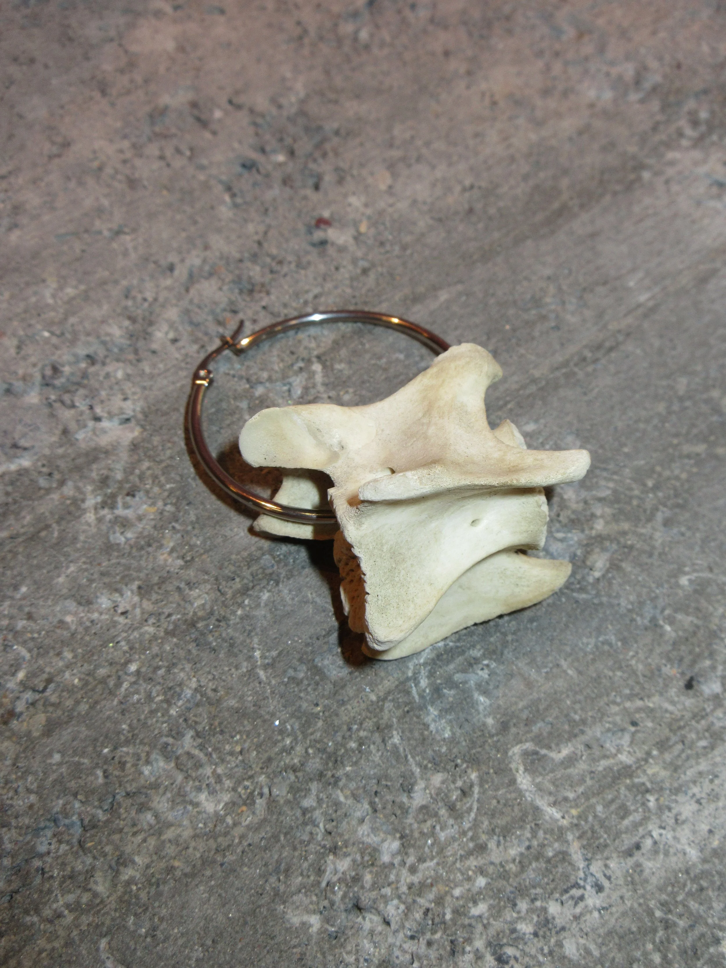 ca22 Medio vertebra single