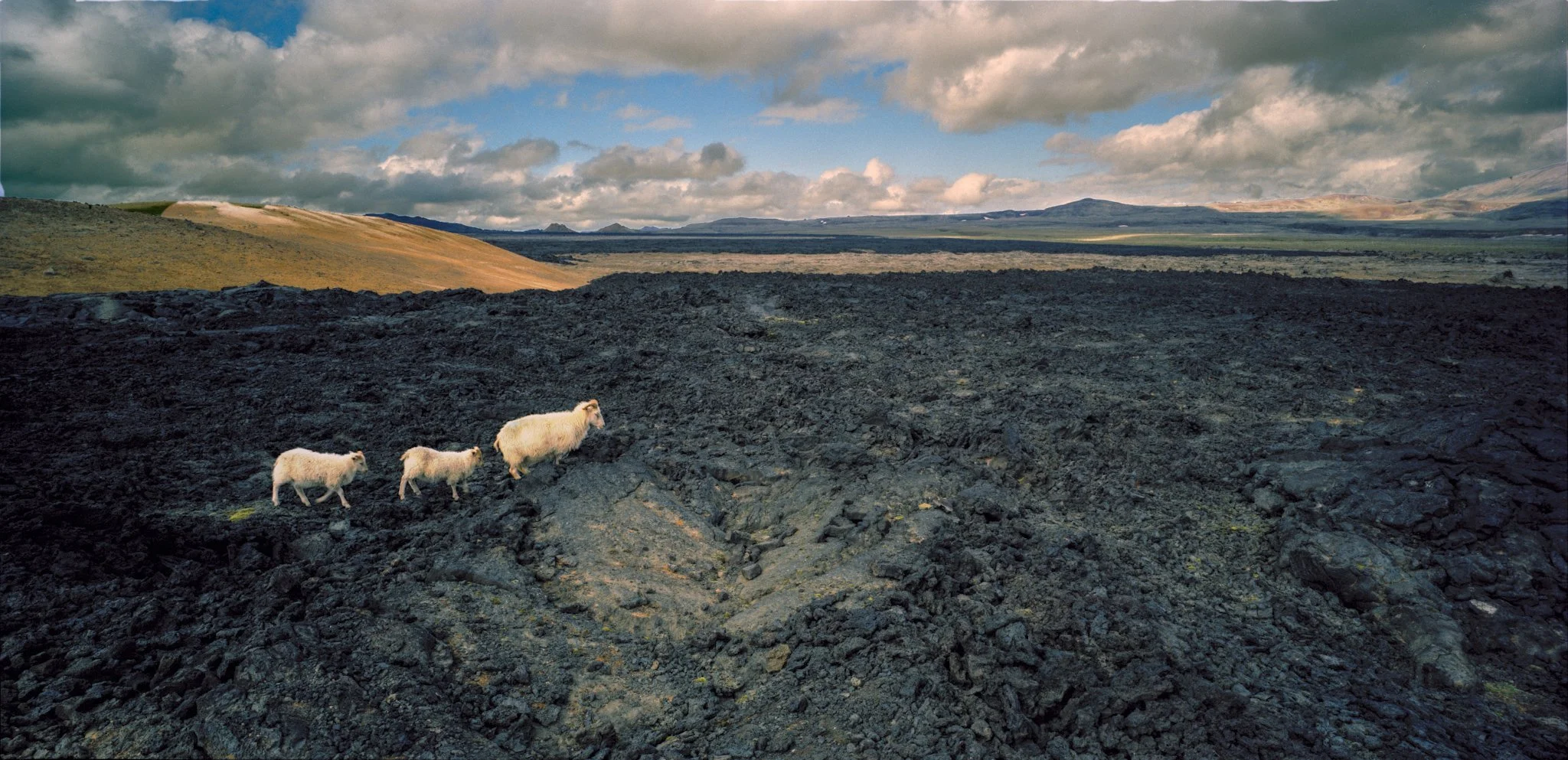 schapen in lavaveld.jpeg