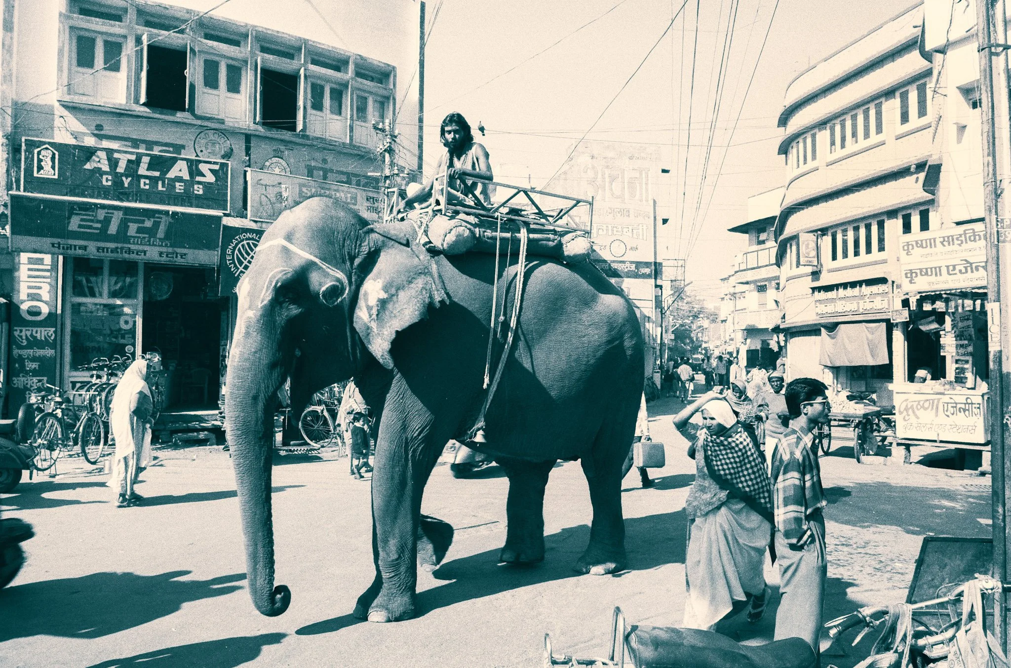 India elephant duotone.jpeg