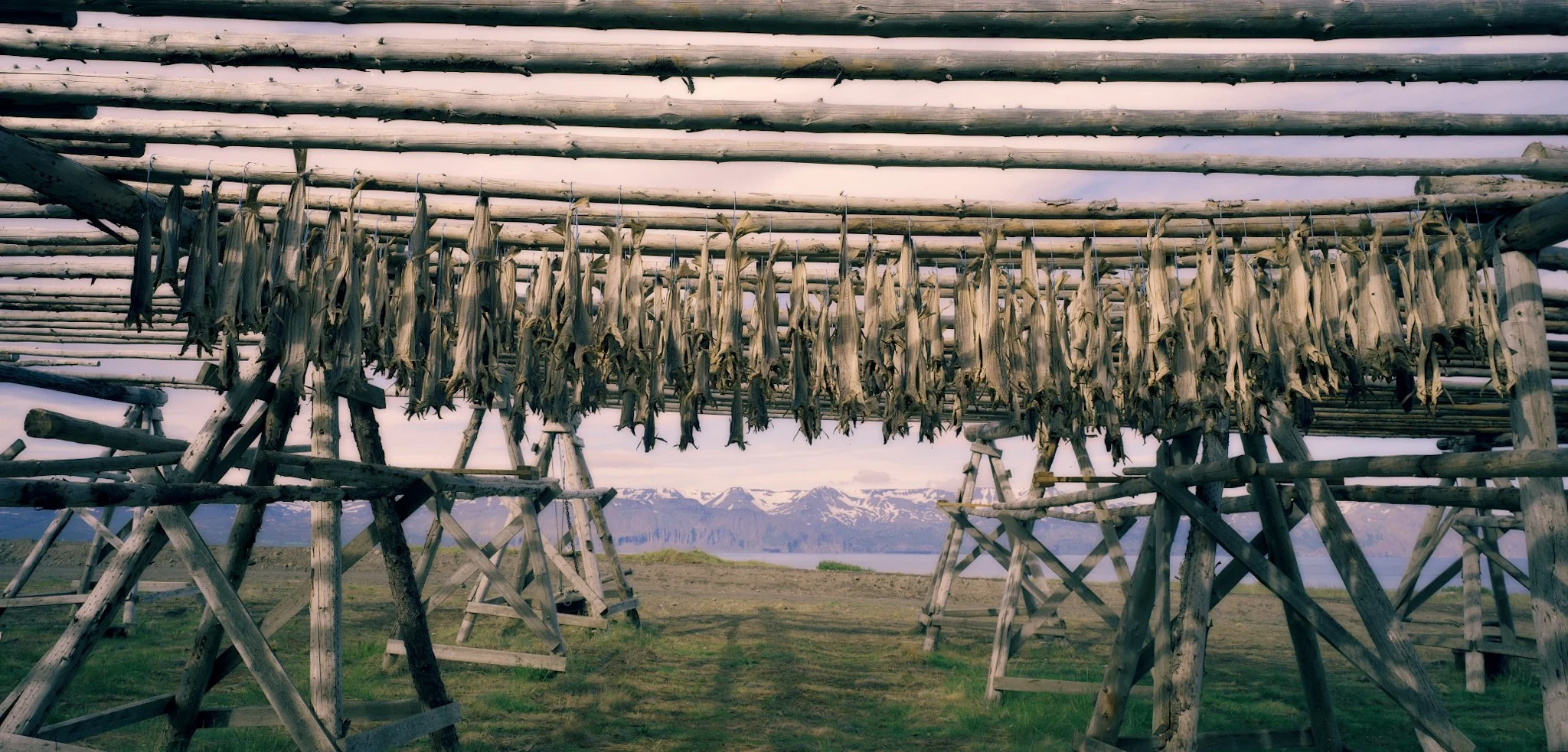 stokvis op stok.jpeg