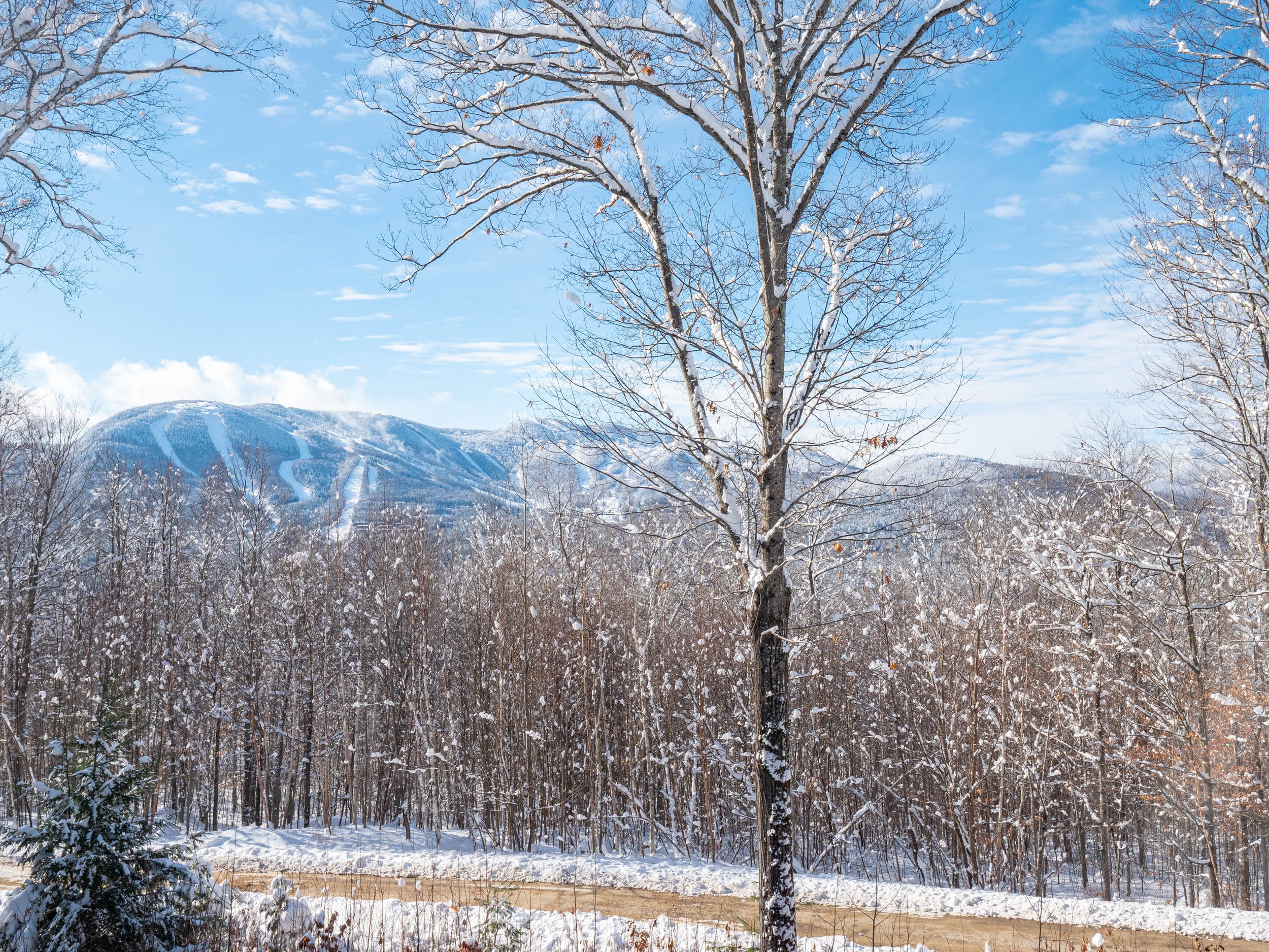 Snow-covered winter landscape with bare trees and distant mountains under a blue sky.