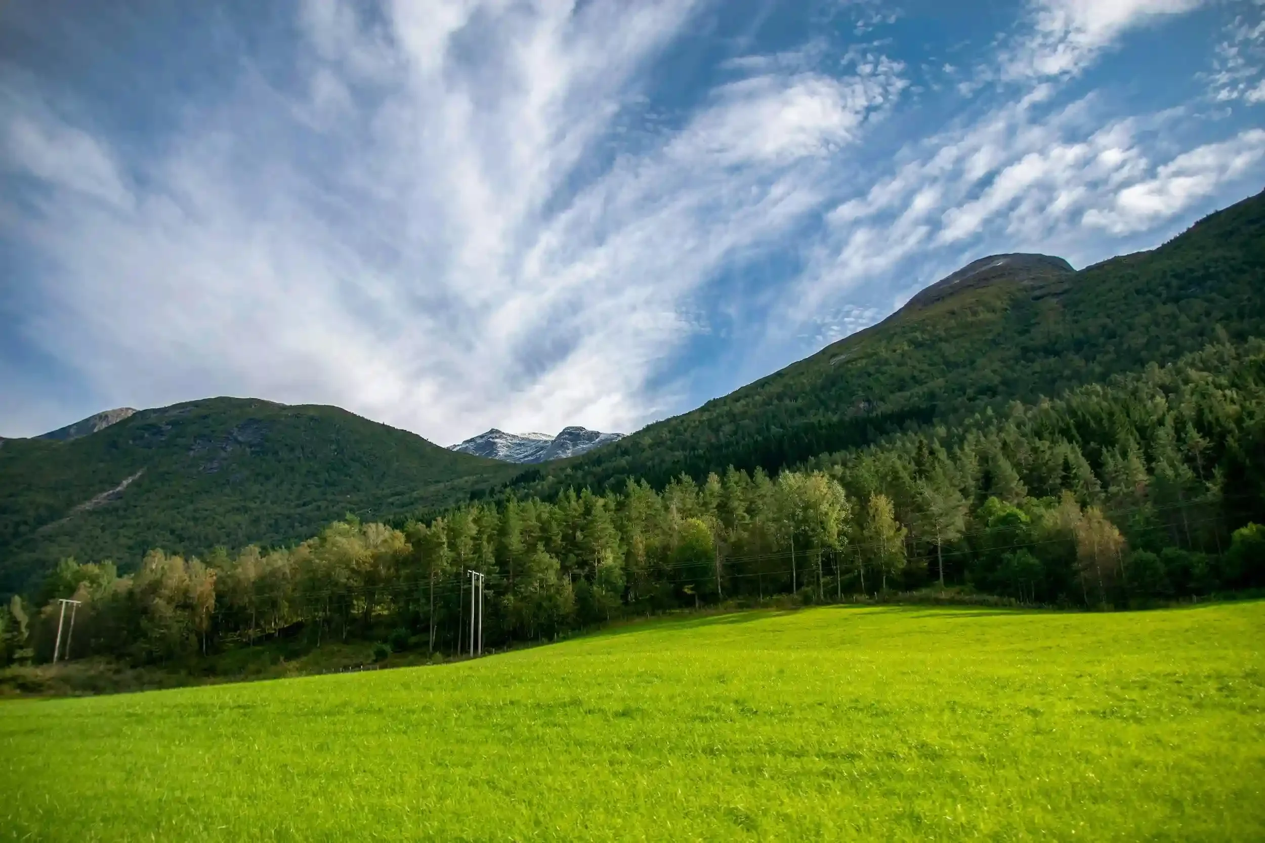 A wide-angle landscape featuring a vibrant green field in the foreground, leading up to a dense forest of evergreen and deciduous trees.